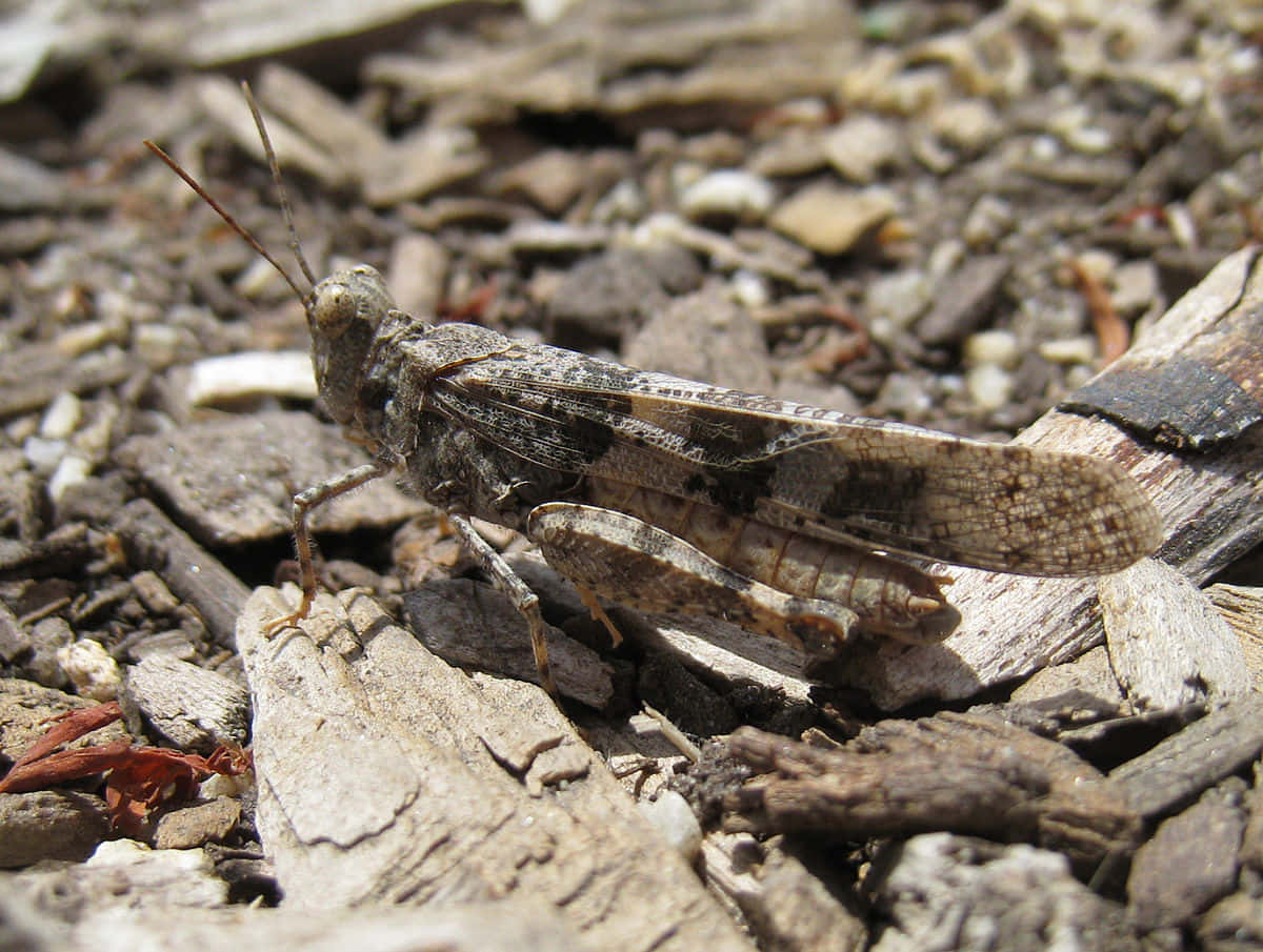 Stunning Close-Up of a Grasshopper