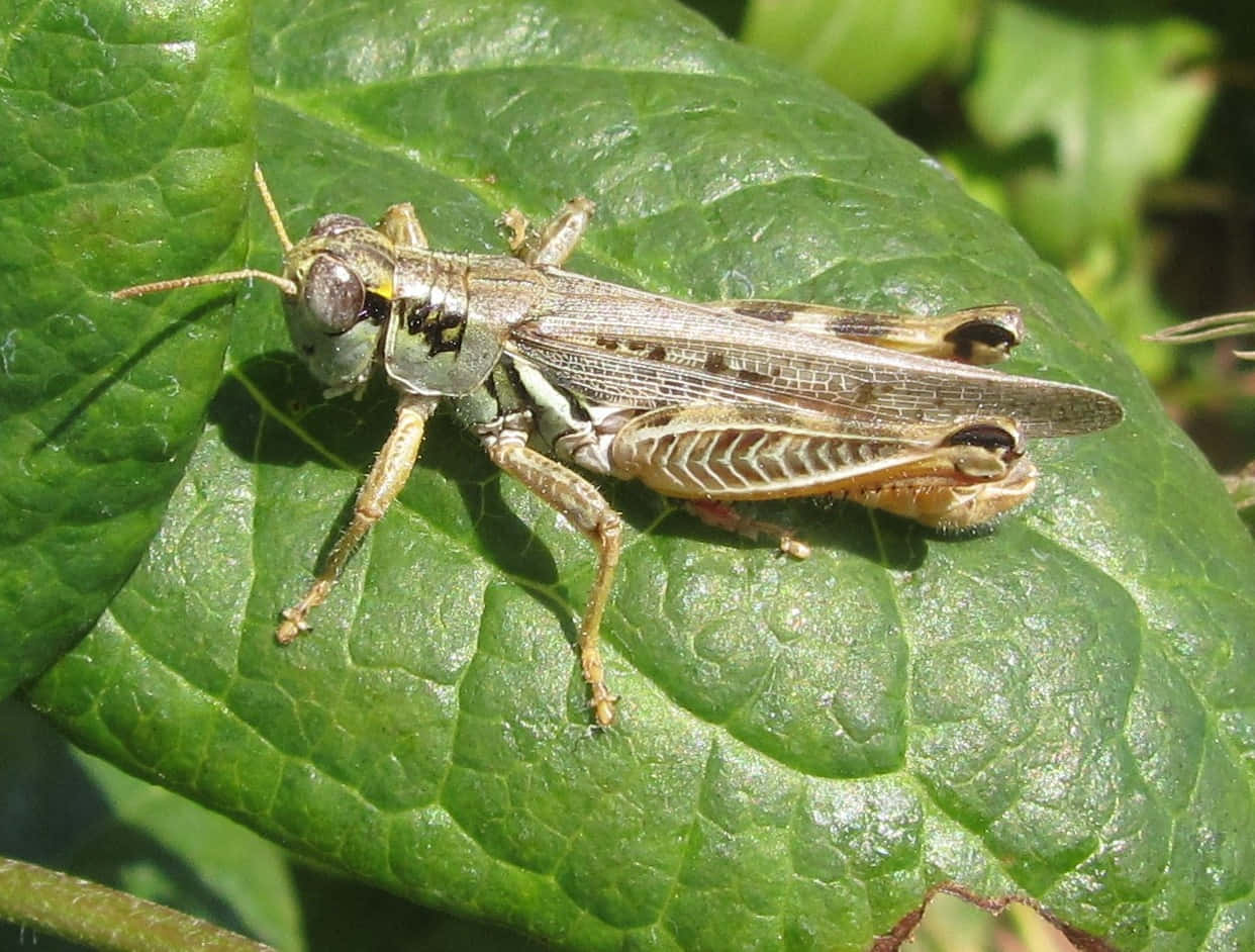 Close-up shot of a vibrant green grasshopper perched on a leaf