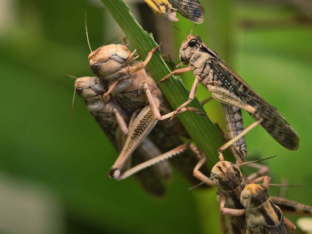 Close-up image of a grasshopper on a leaf