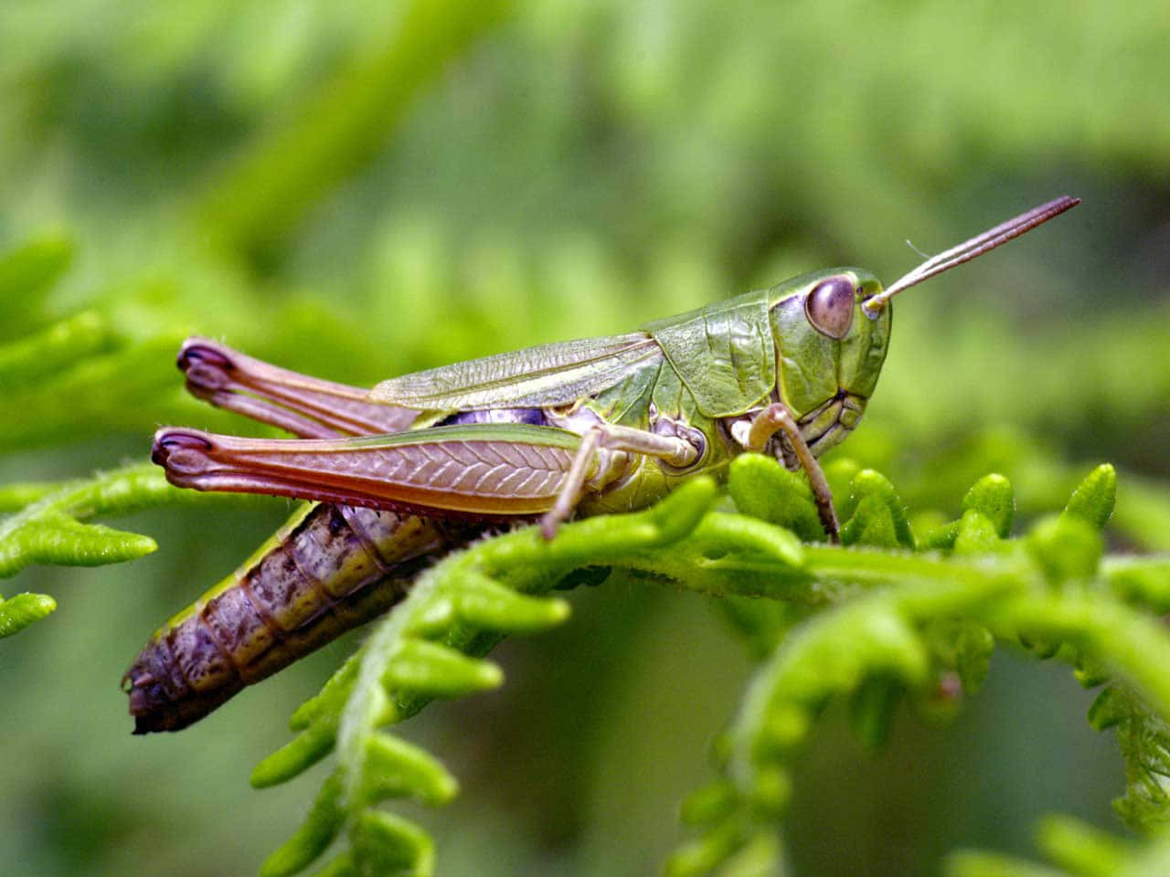 Close-Up Shot of Green Grasshopper Perched on Leaves
