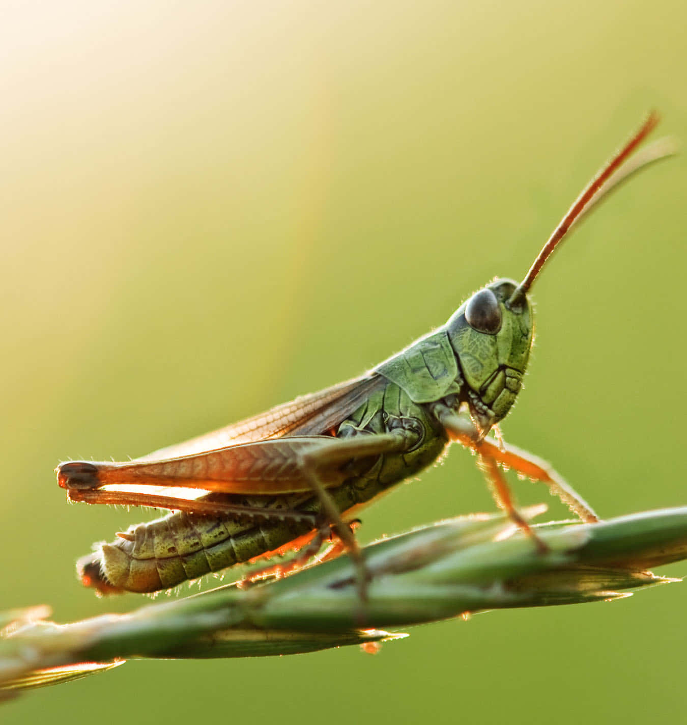 A Vibrant Grasshopper Close-Up