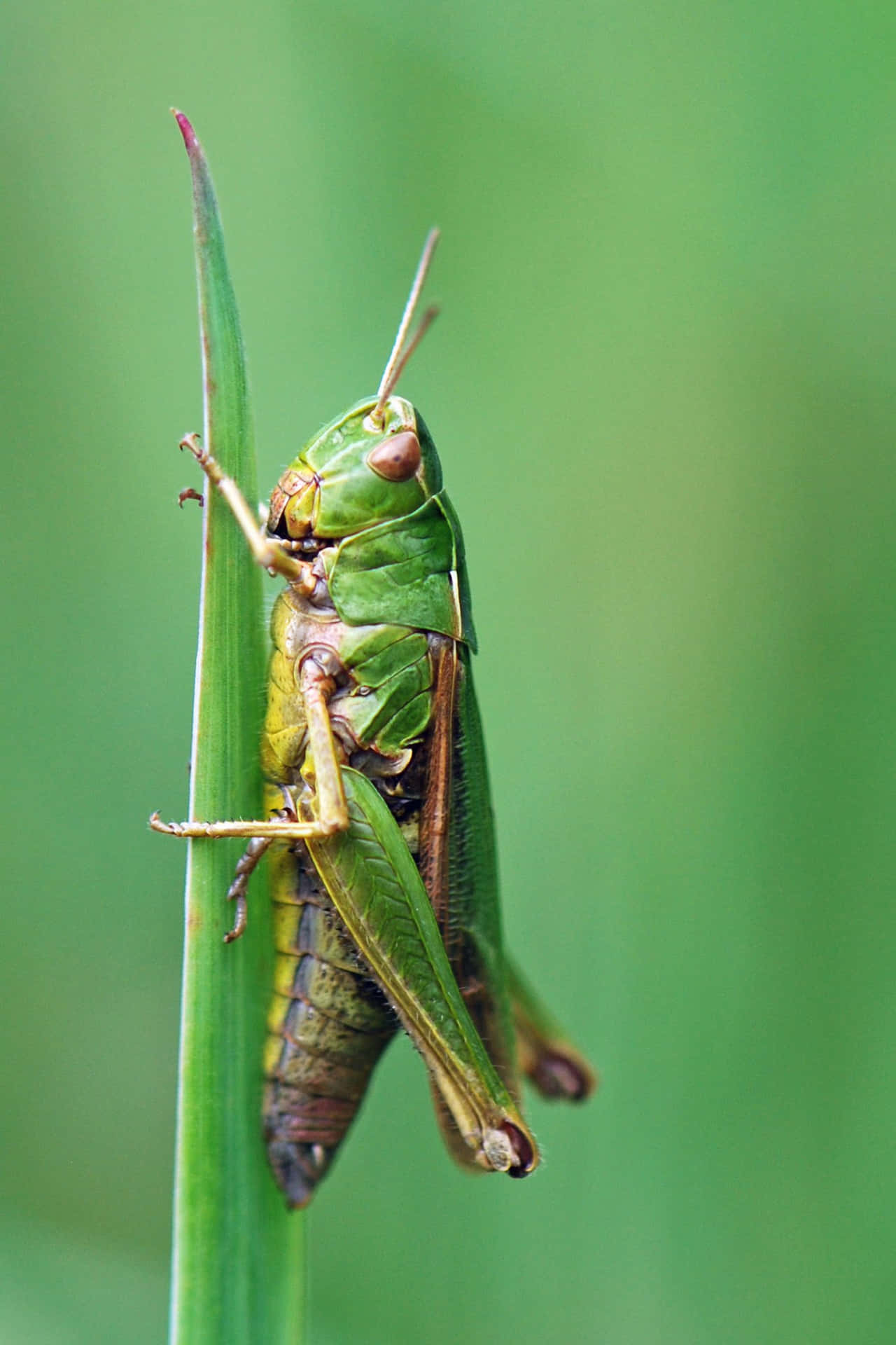 A Stunning Close-up of a Vibrant Green Grasshopper Amidst Nature