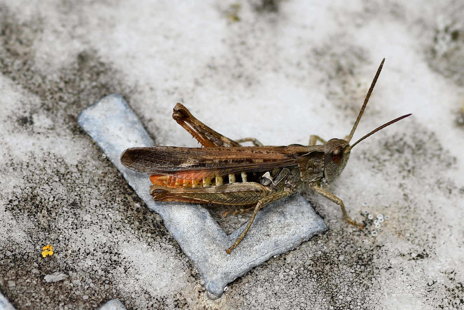 A Green Grasshopper Perched on a Leaf