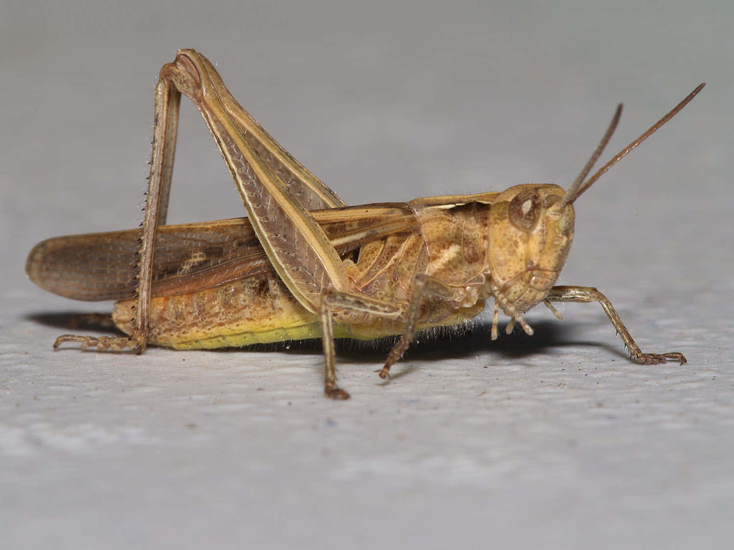 A Close-up Shot of a Green Grasshopper Perched on a Leaf