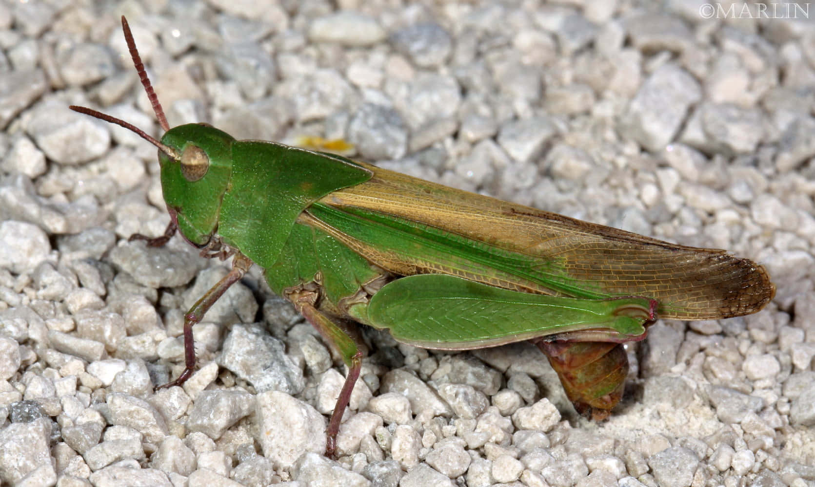 An Intriguing Close-Up Shot of a Vibrant Green Grasshopper