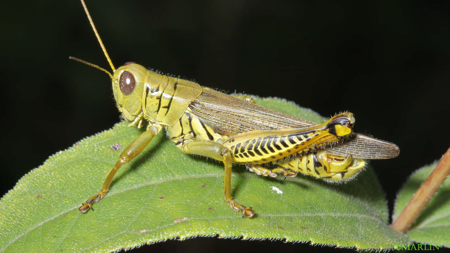 Up close with a stunning grasshopper in nature