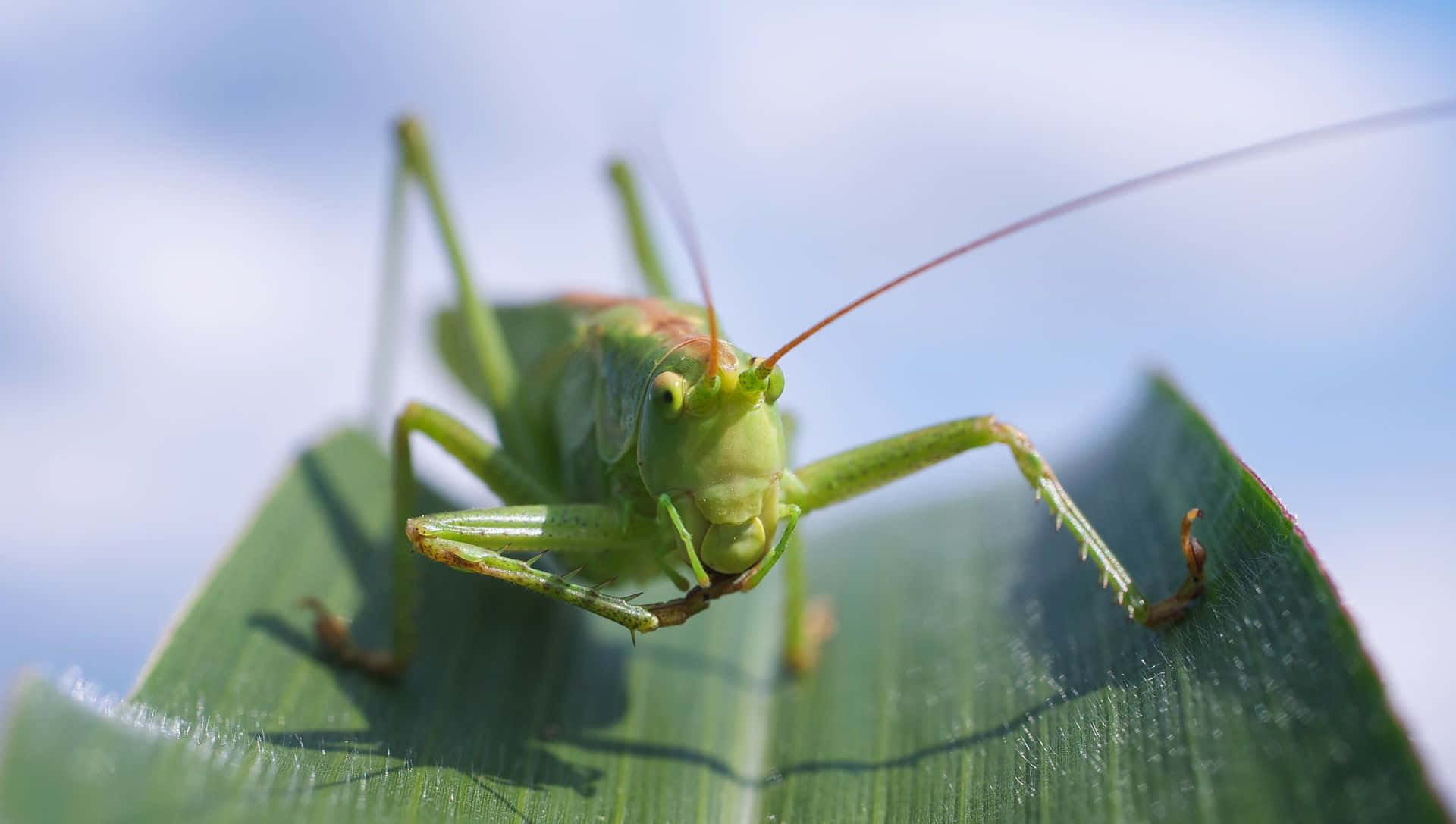 Graceful grasshopper perched on a green leaf