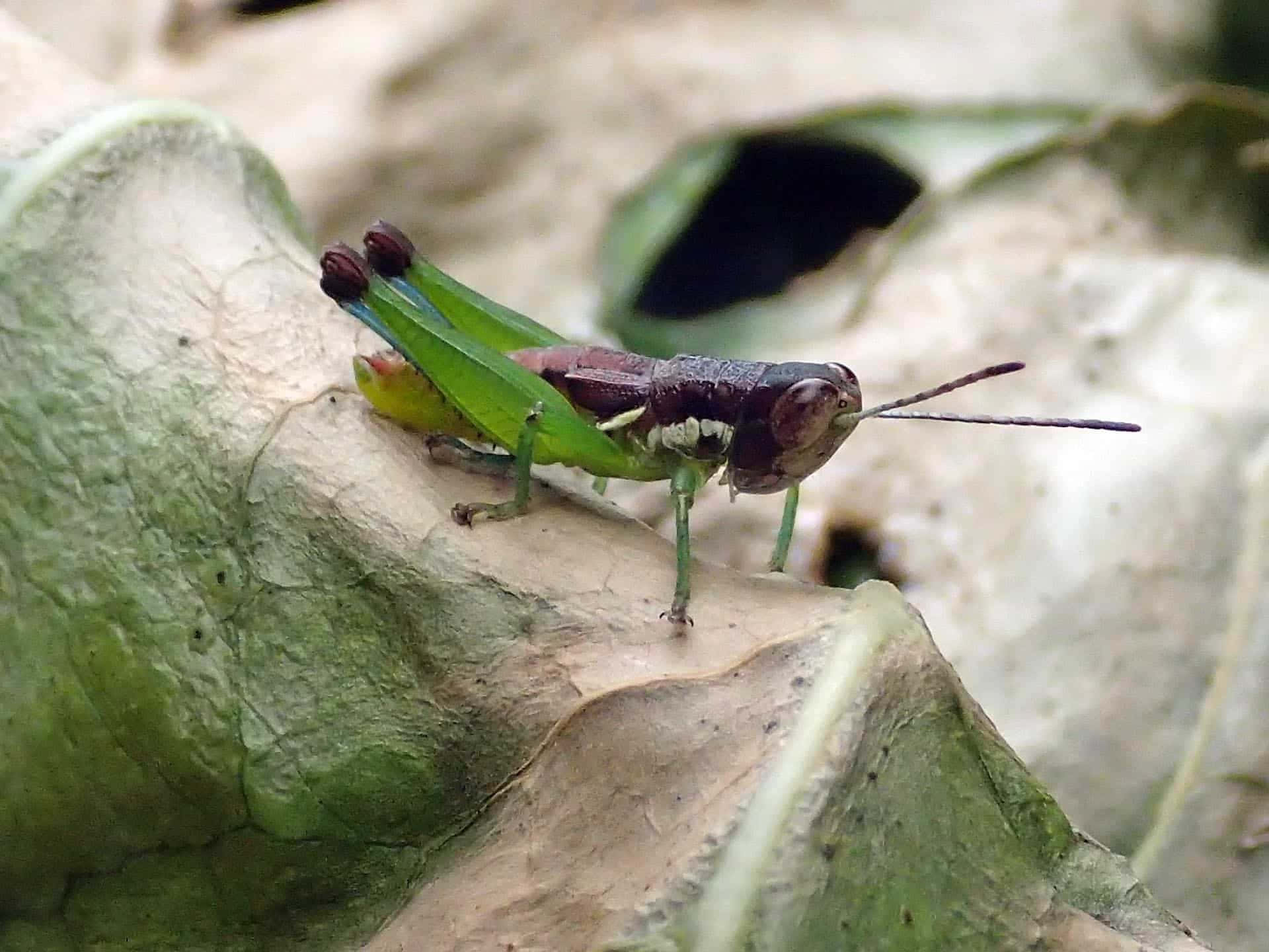 Stunning Close-up of a Grasshopper