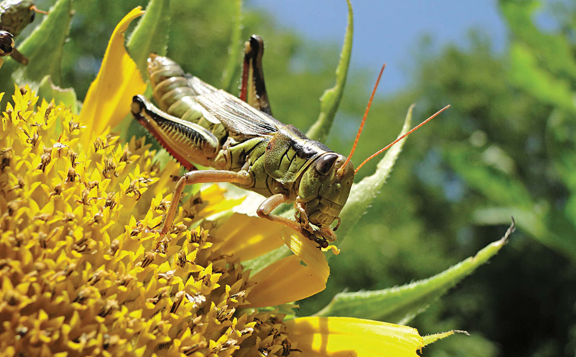 Close-up shot of a grasshopper perched on a leaf