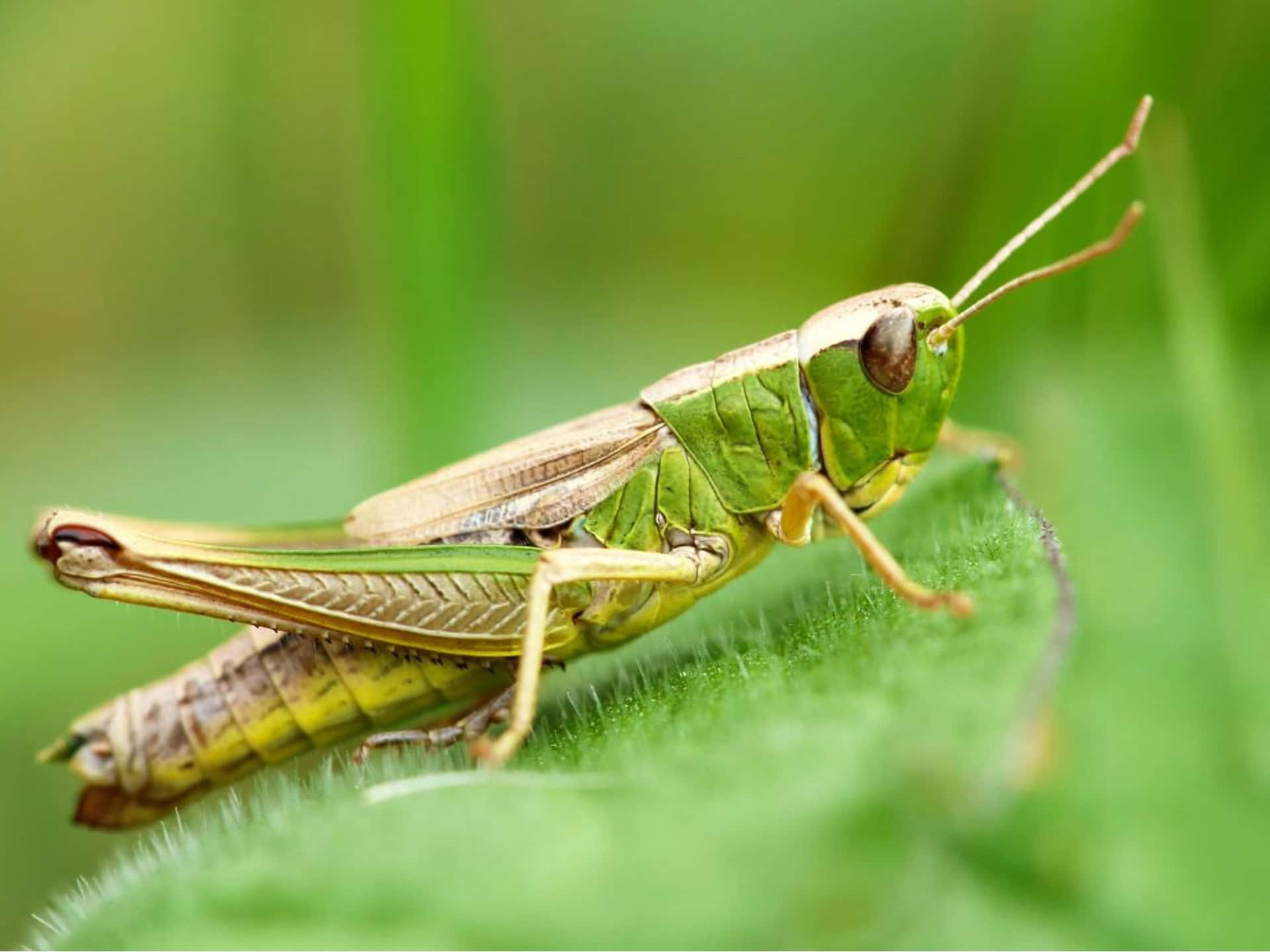 Close-up of a Vivid Green Grasshopper Perched on a Leaf