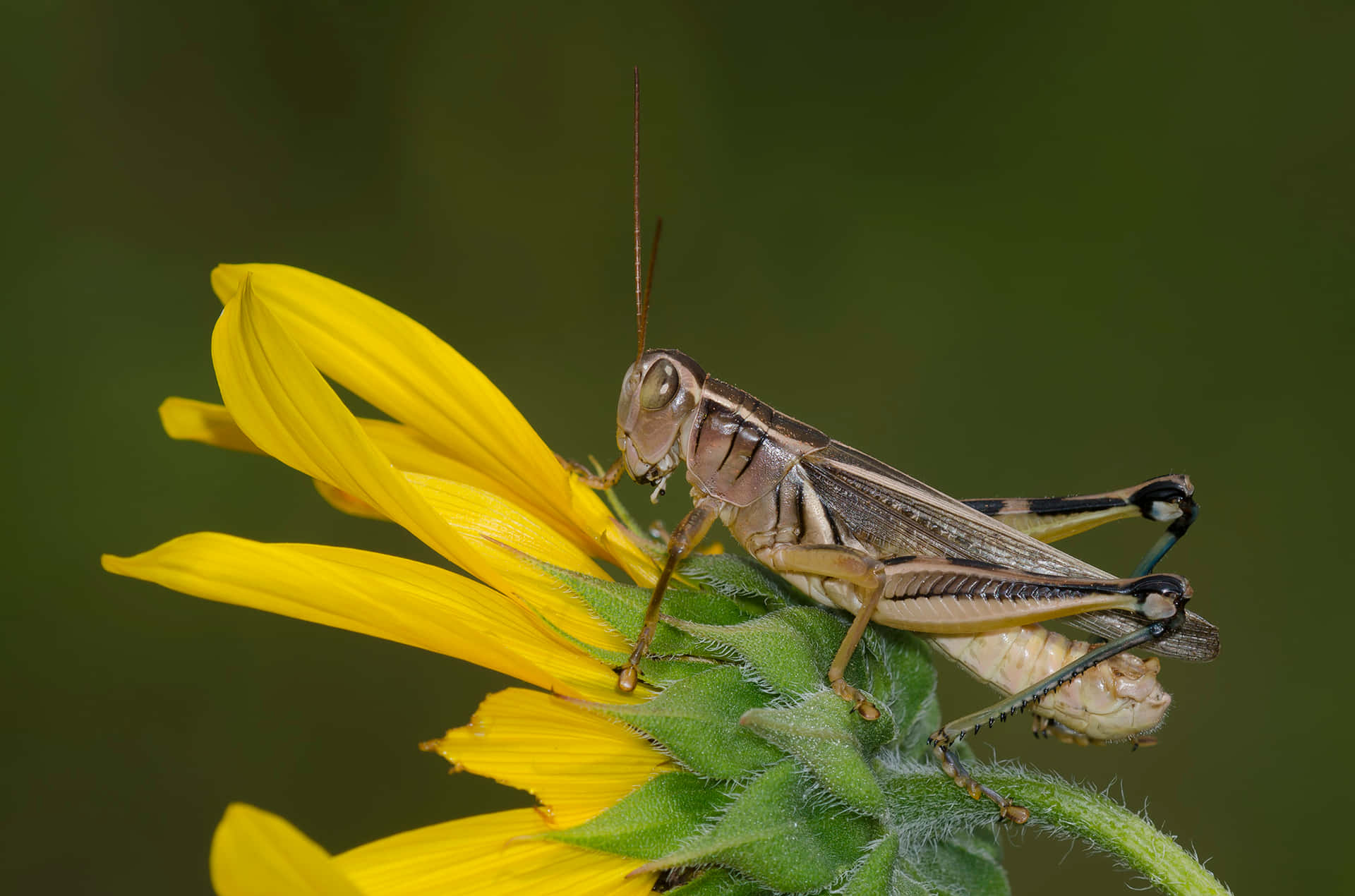 Close-up of a Vibrant Green Grasshopper Isolated on Natural Background