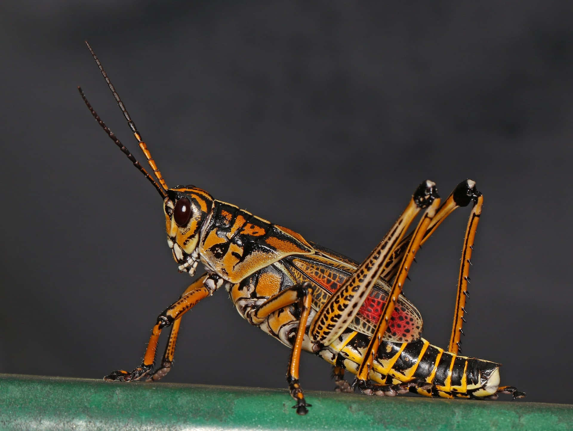 Close-up of a vibrant green grasshopper on a blade of grass