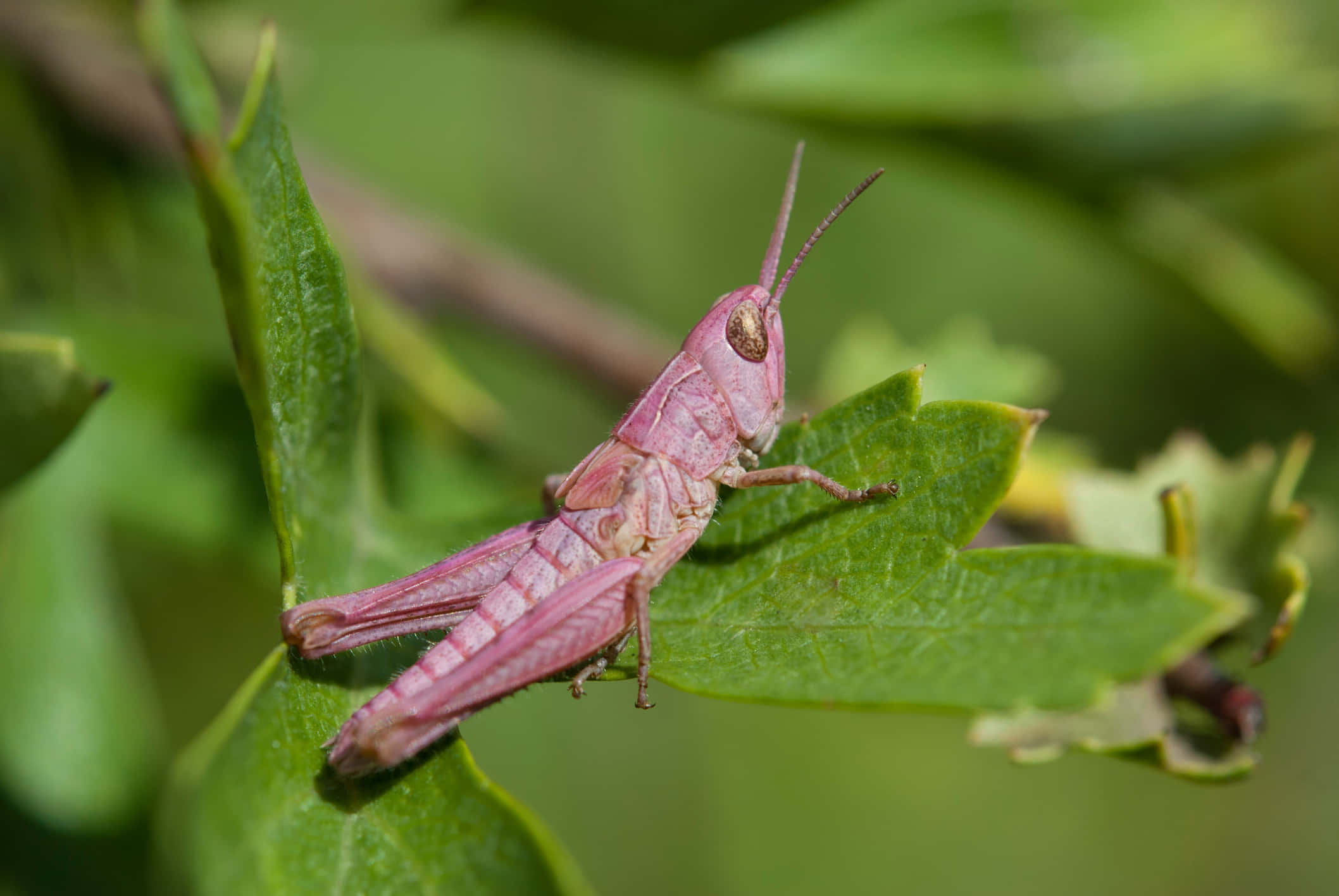 Vibrant Close-up of a Grasshopper on a Plant