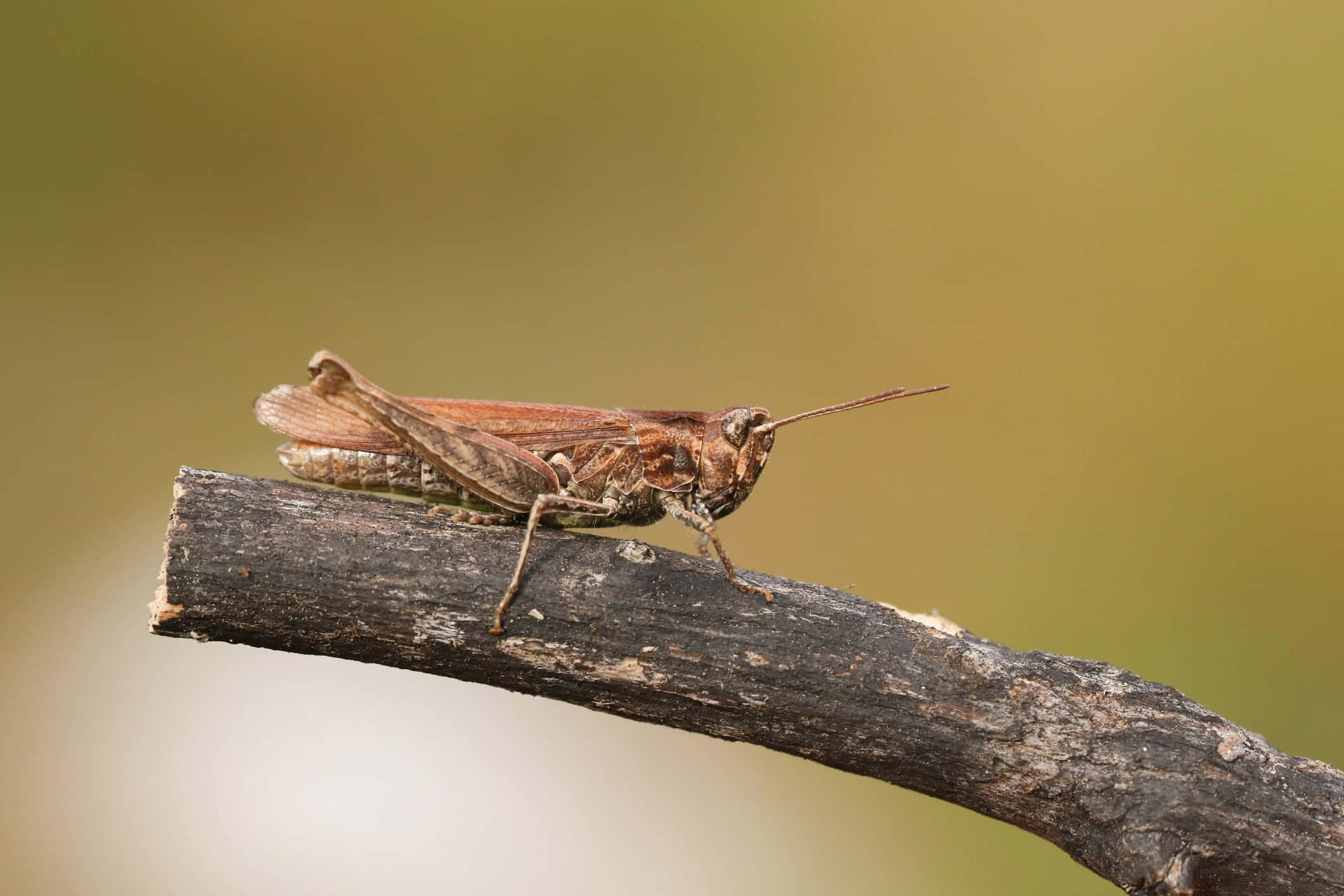 Vibrant Close-up Shot of a Green Grasshopper on a Blade of Grass