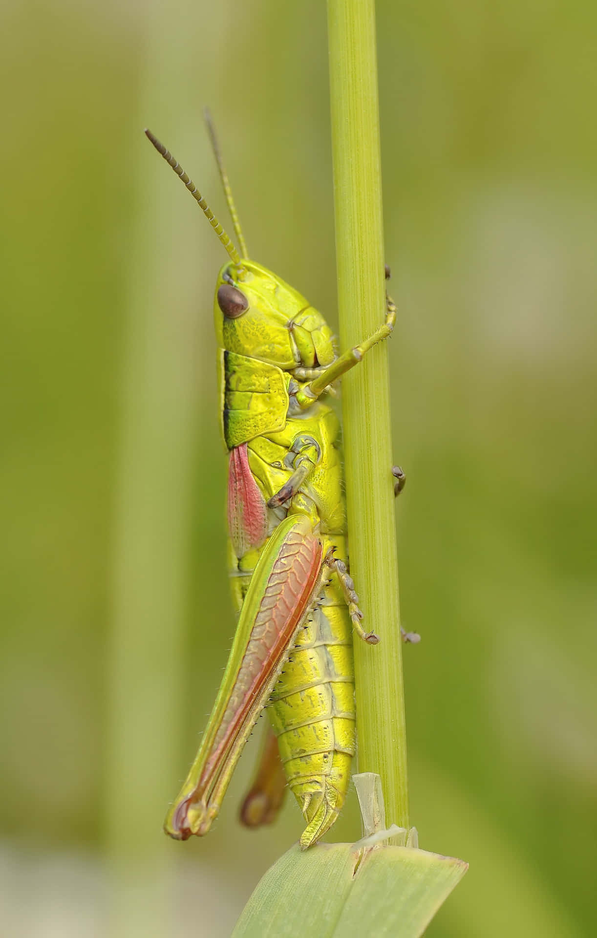 A Stunning Close-up Shot of a Grasshopper