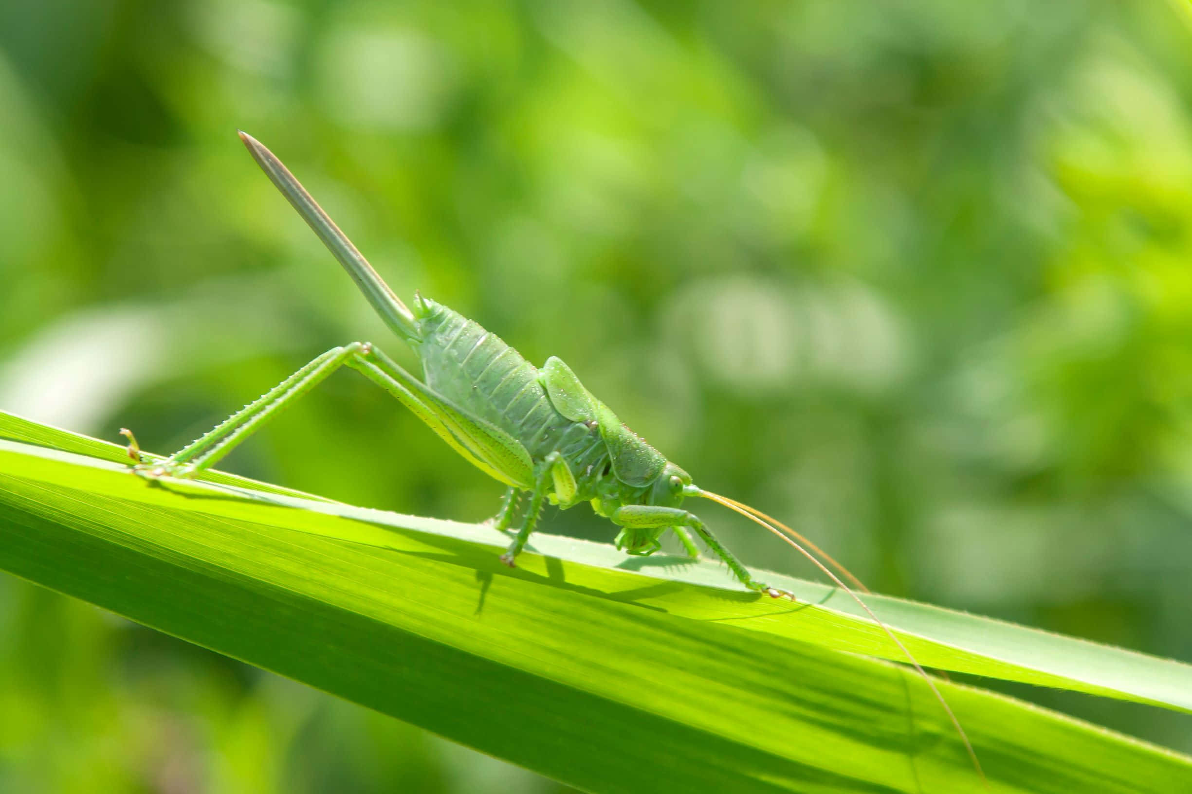 A Vibrant Green Grasshopper Up Close