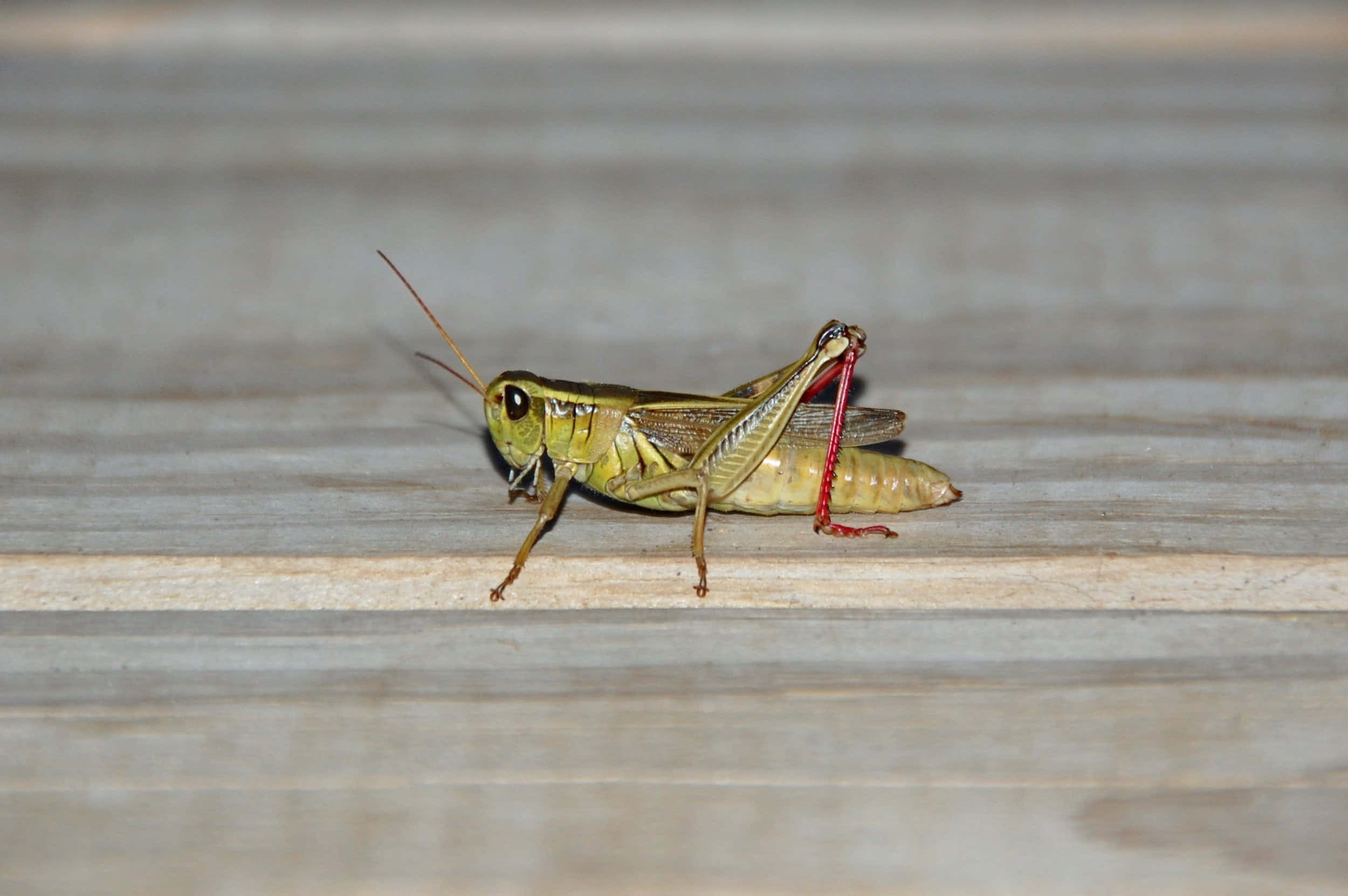 Close-up of a Vibrant Green Grasshopper