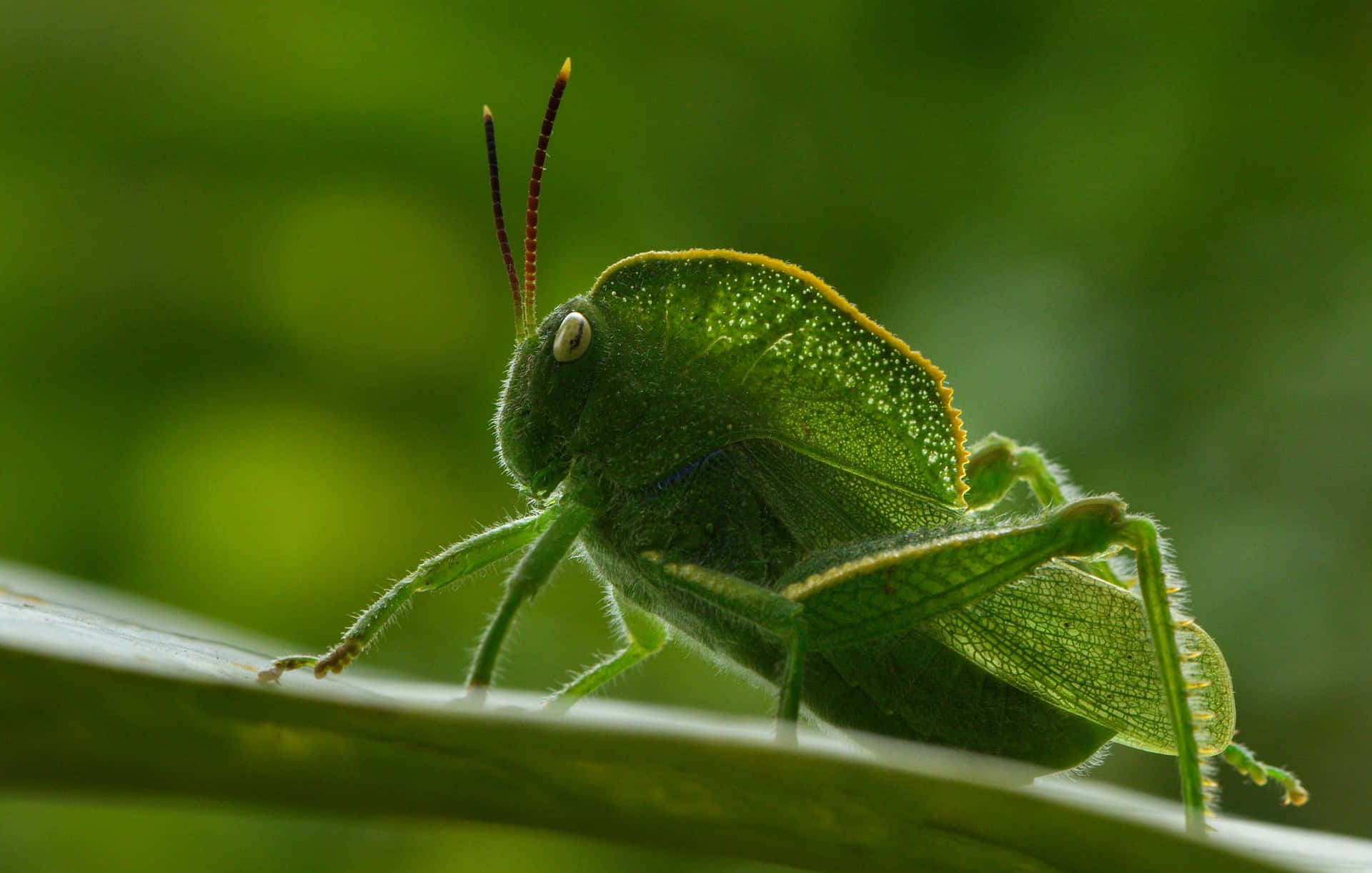 Vibrant Close-Up of a Green Grasshopper