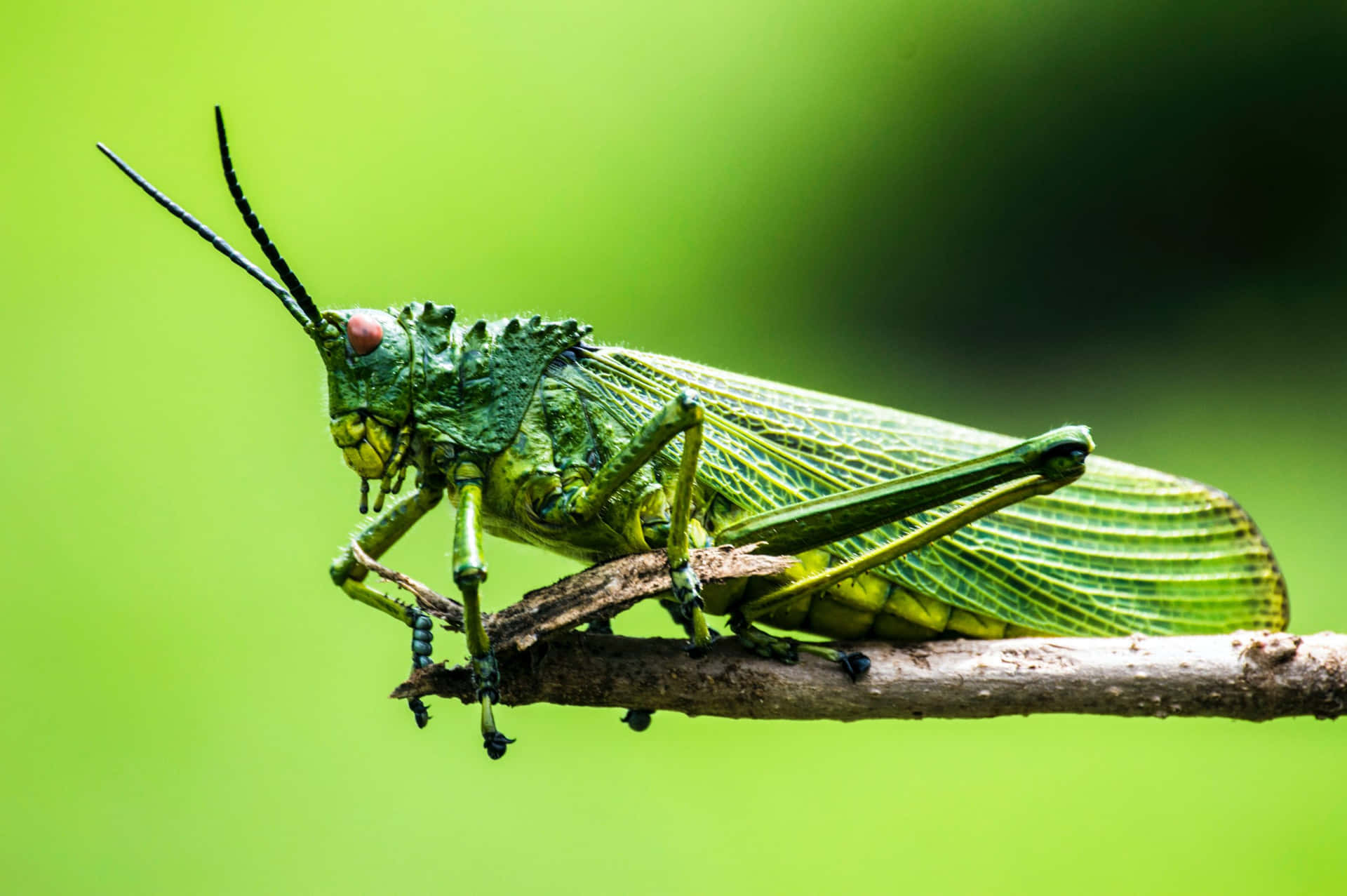 Vibrant close-up image of a grasshopper in its natural environment
