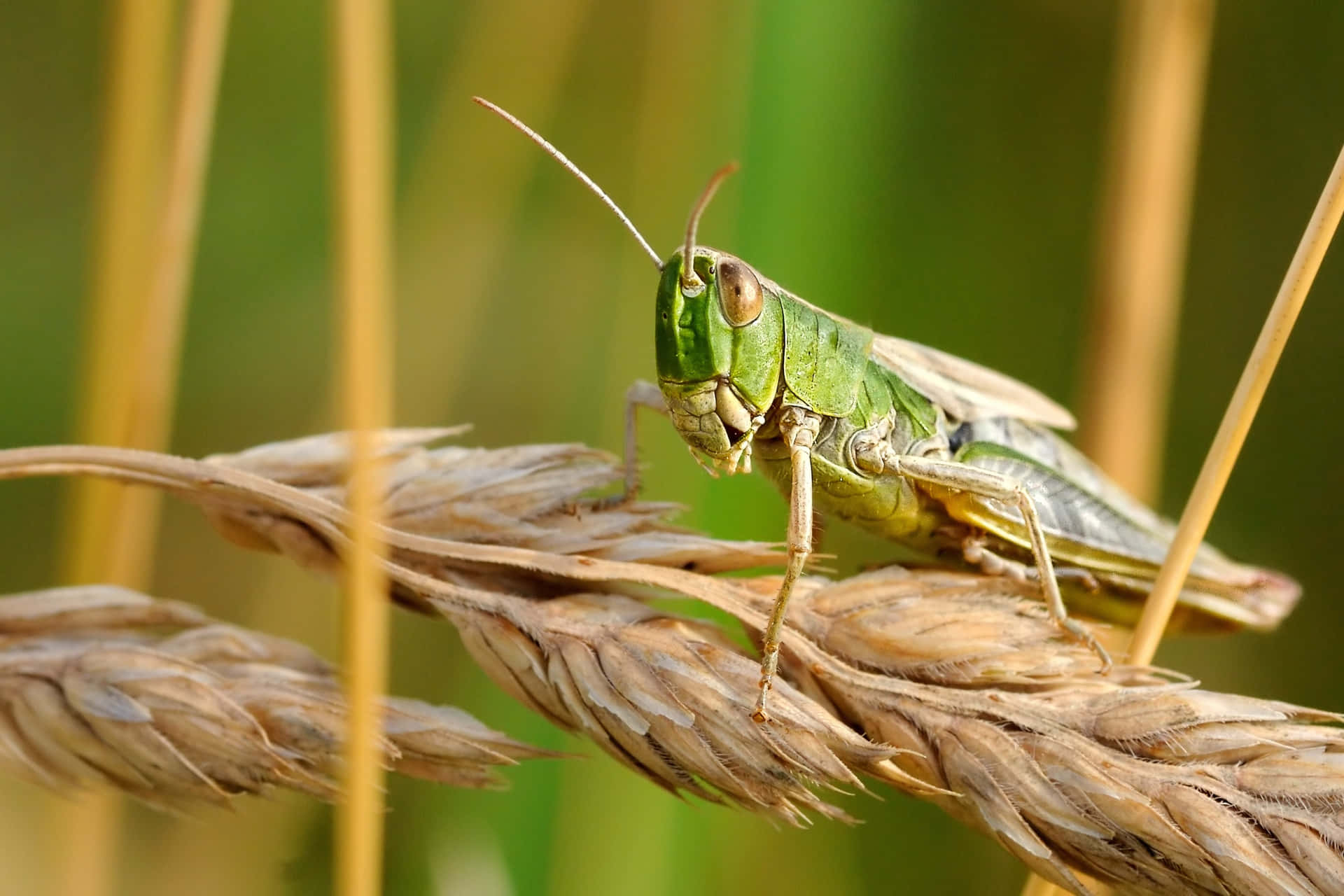 Close-up of a vibrant green grasshopper perched on a leaf