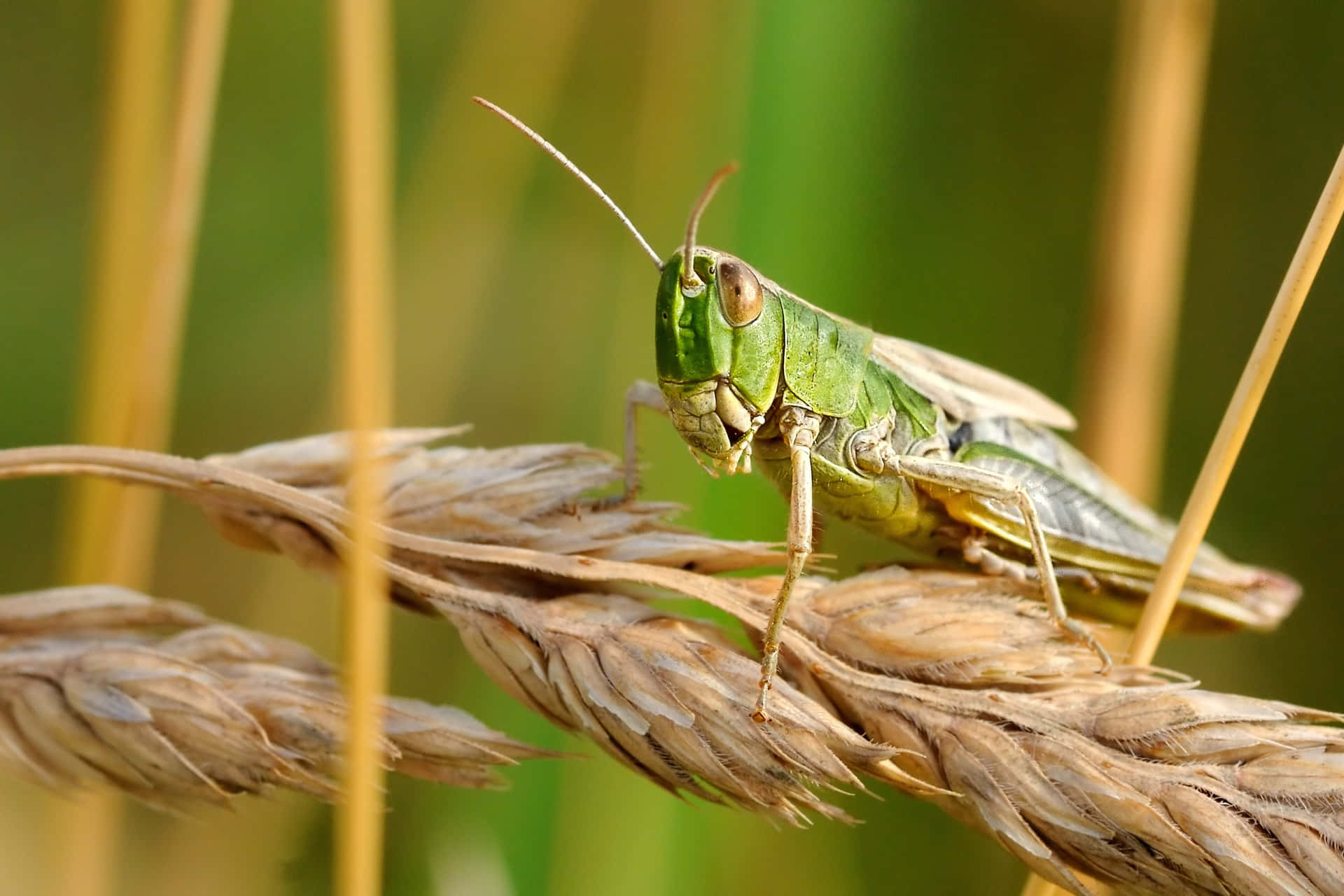 Grashüpfer2720 X 1813 Bild