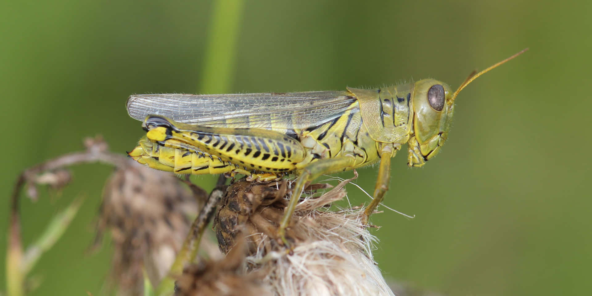 A Majestic Green Grasshopper Up Close