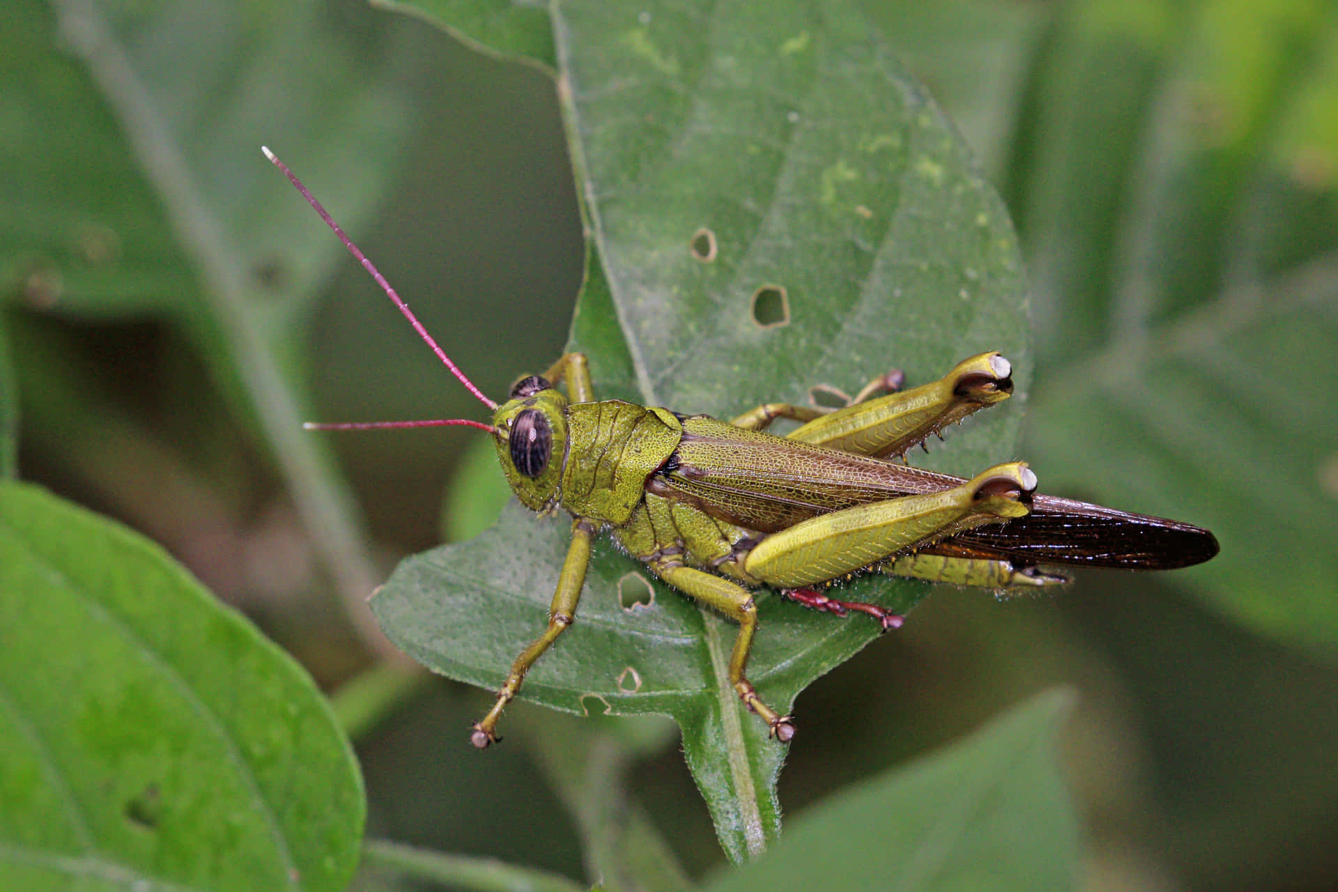 Close-Up of a Green Grasshopper
