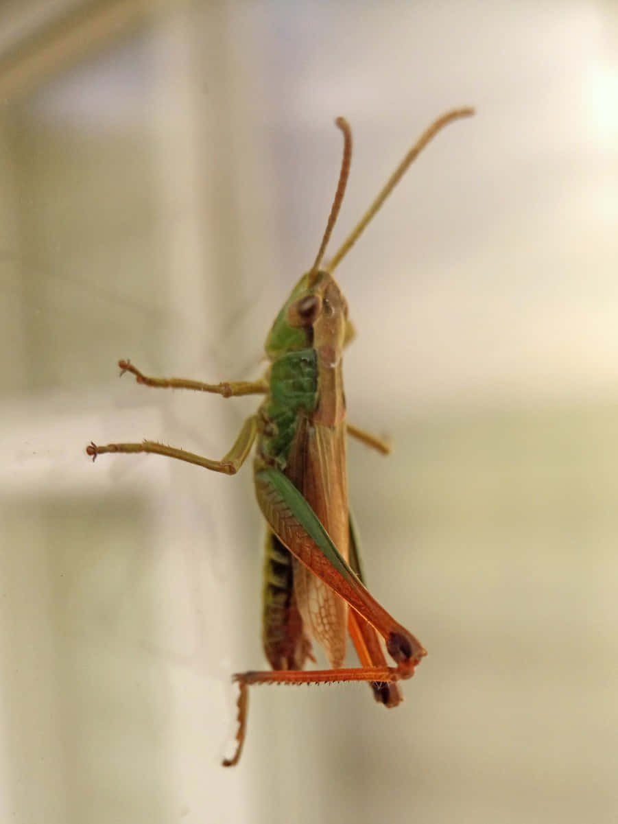A Vibrant Close-Up of the Common Green Grasshopper Perched on a Stem