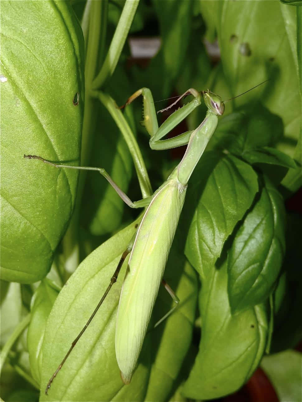 A Vibrant Green Grasshopper Close-up