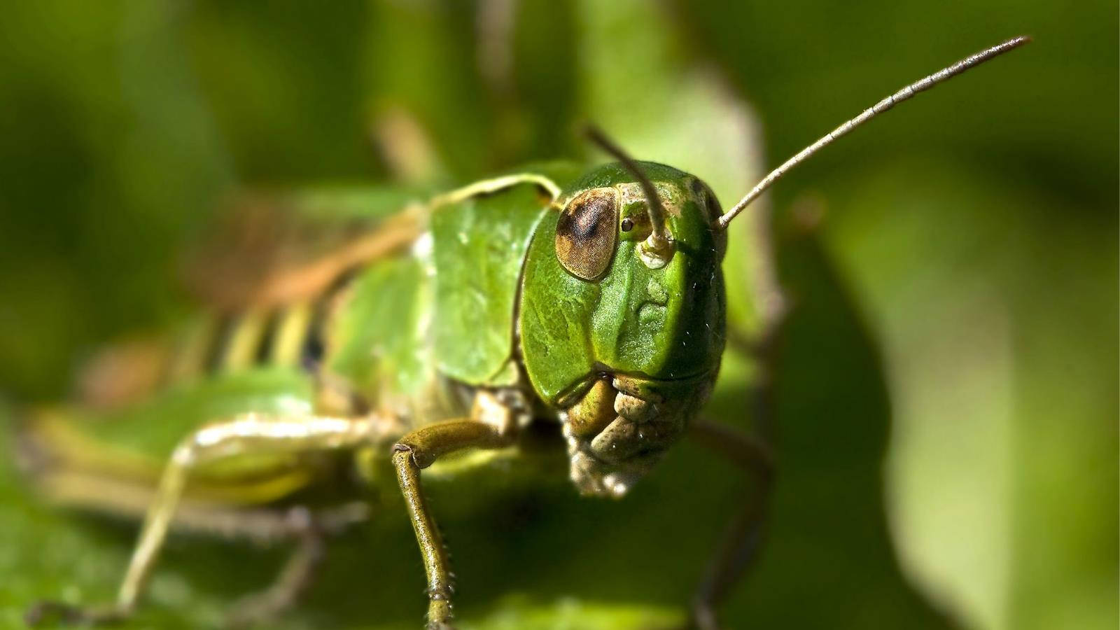 Grasshopper Antennae Eyes Wallpaper