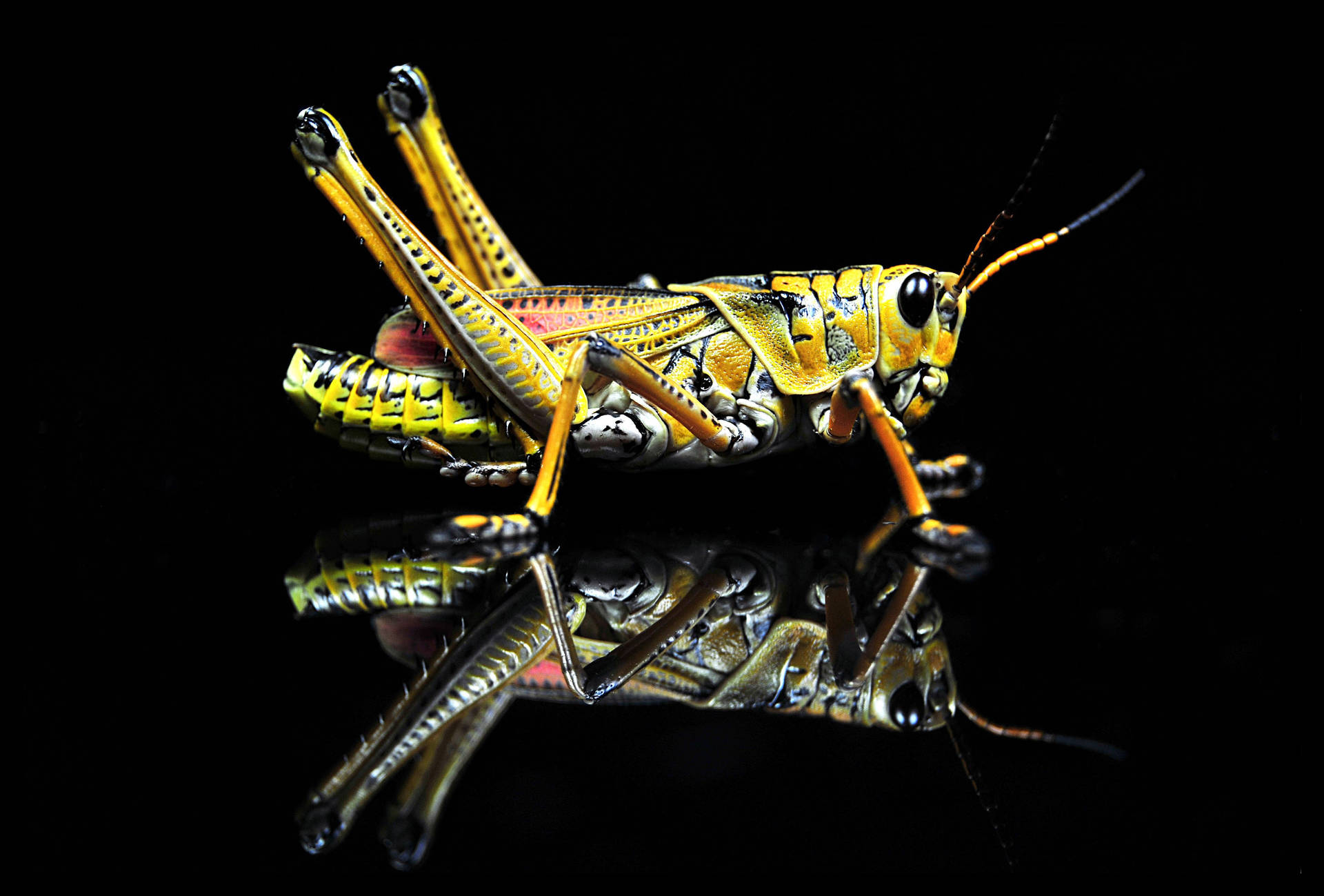 Grasshopper Black Reflection Wallpaper