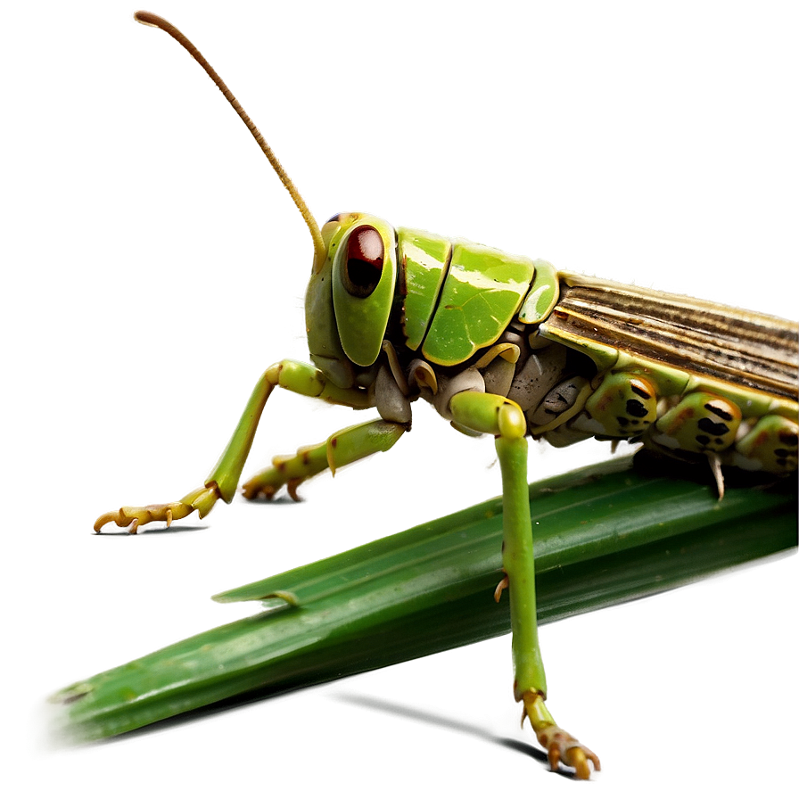 Grasshopper In Grass Png Xpp63 PNG