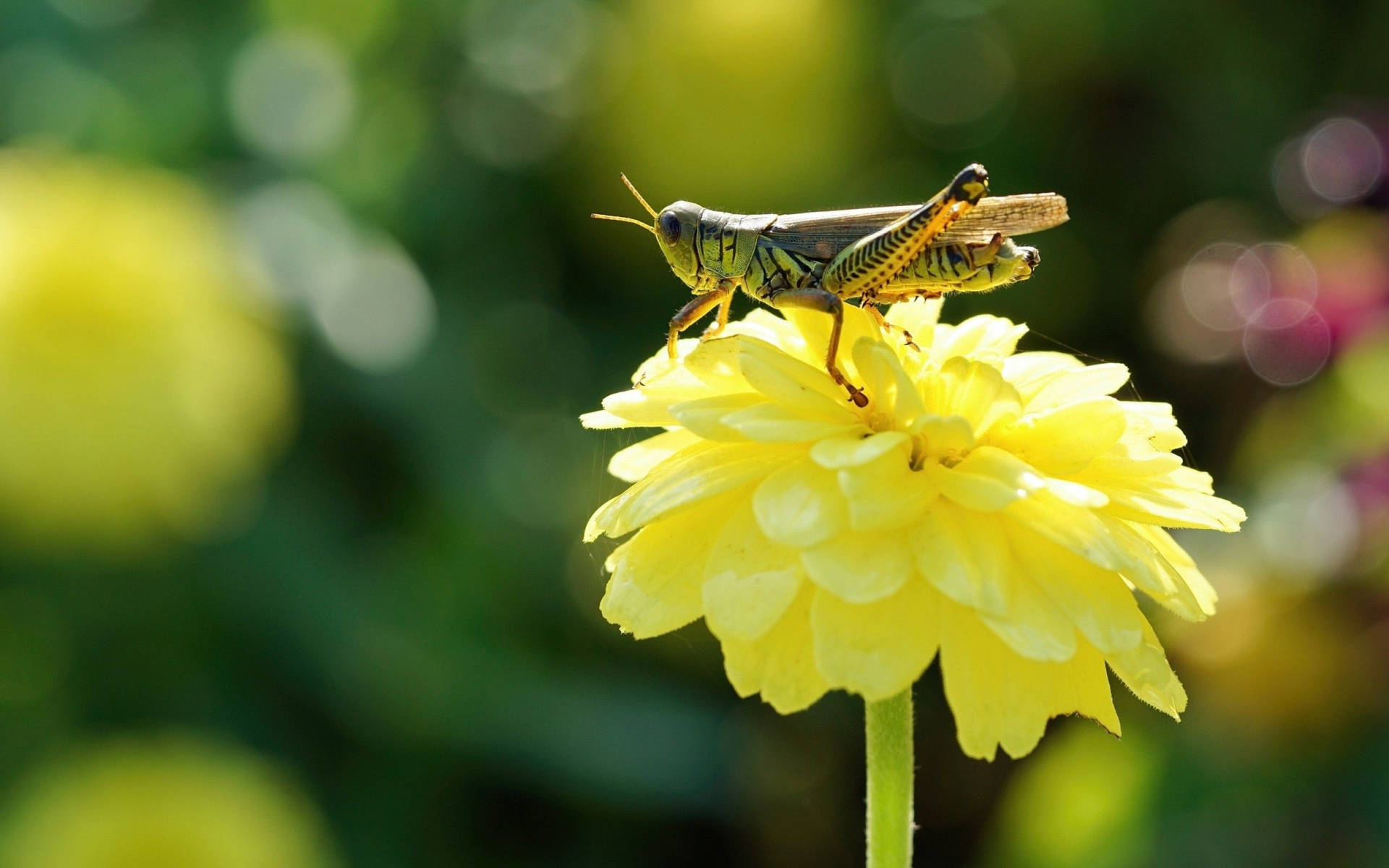 Grasshopper On Yellow Flower Wallpaper