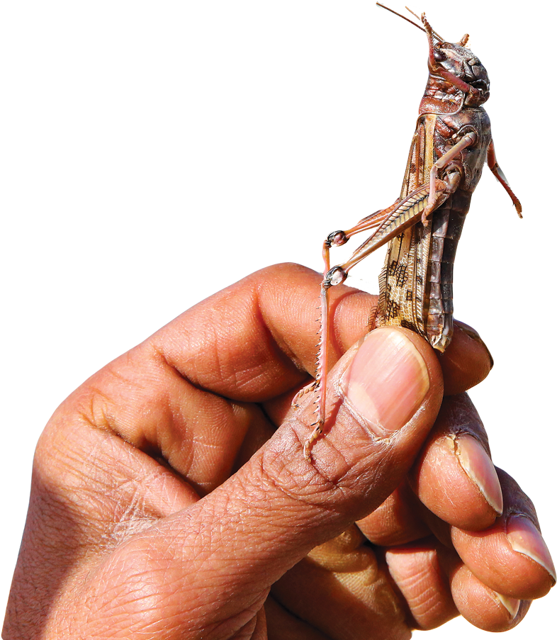 Grasshopper Perchedon Human Finger PNG
