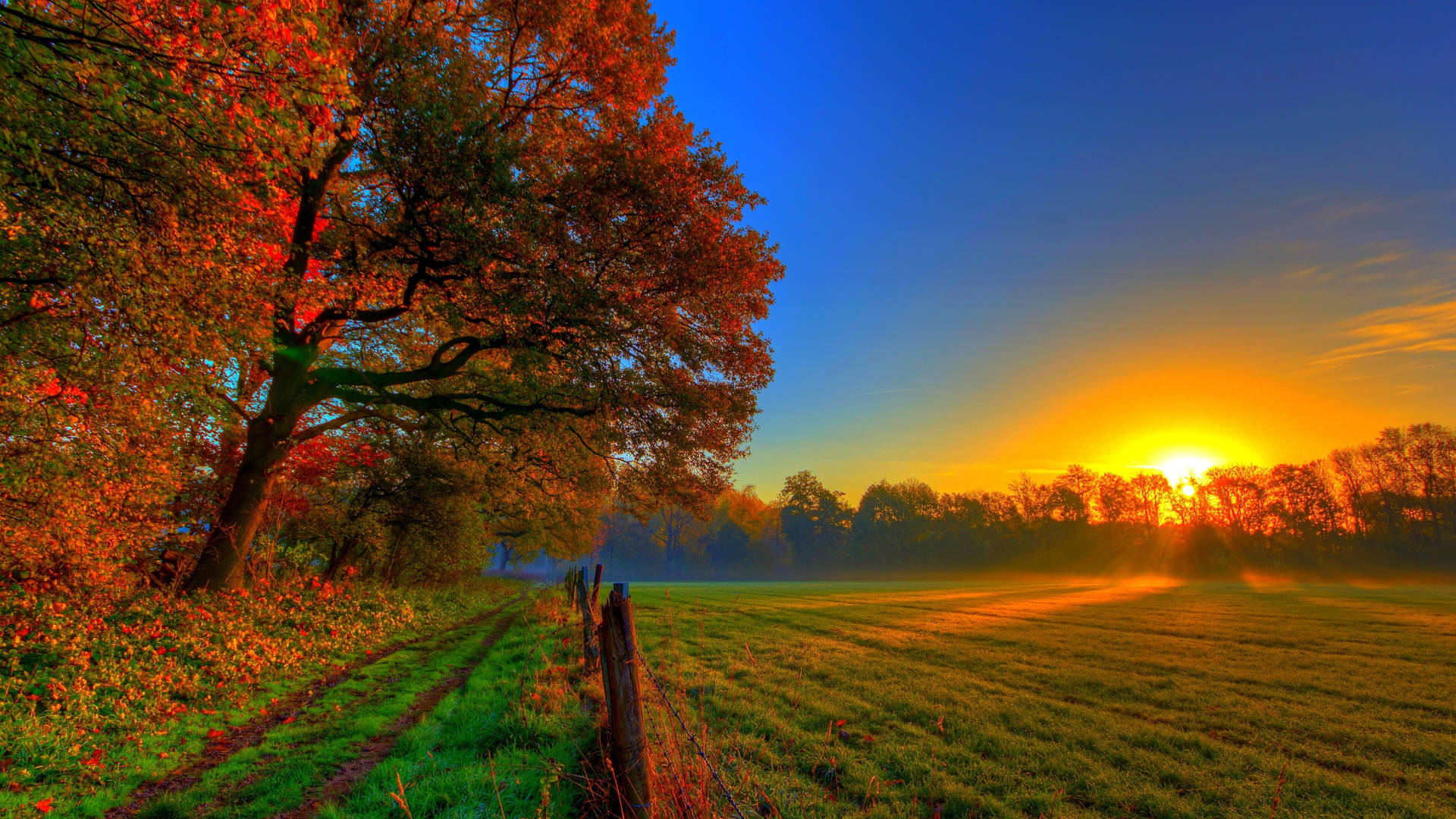 Grassland And Trees Sunset Desktop Wallpaper