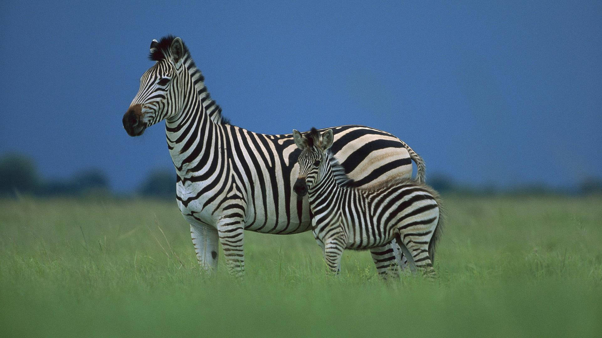 Grassland Mother And Baby Zebra Wallpaper