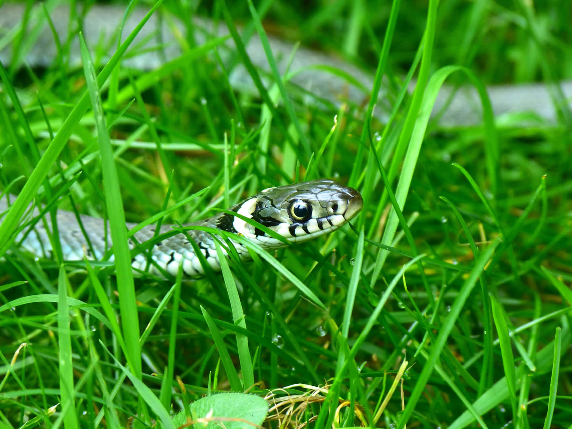 Grassland Snake Emerging.jpg Wallpaper