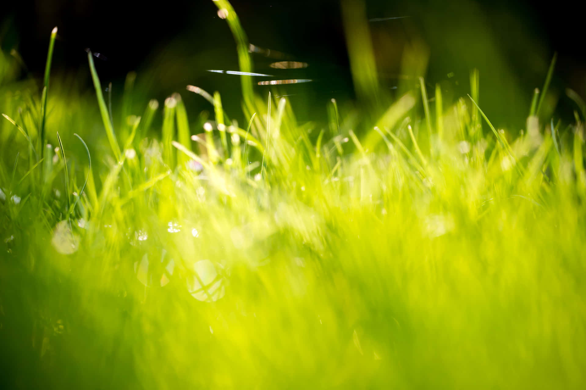 Image  Enjoy the freshness of nature with a peaceful grassy background