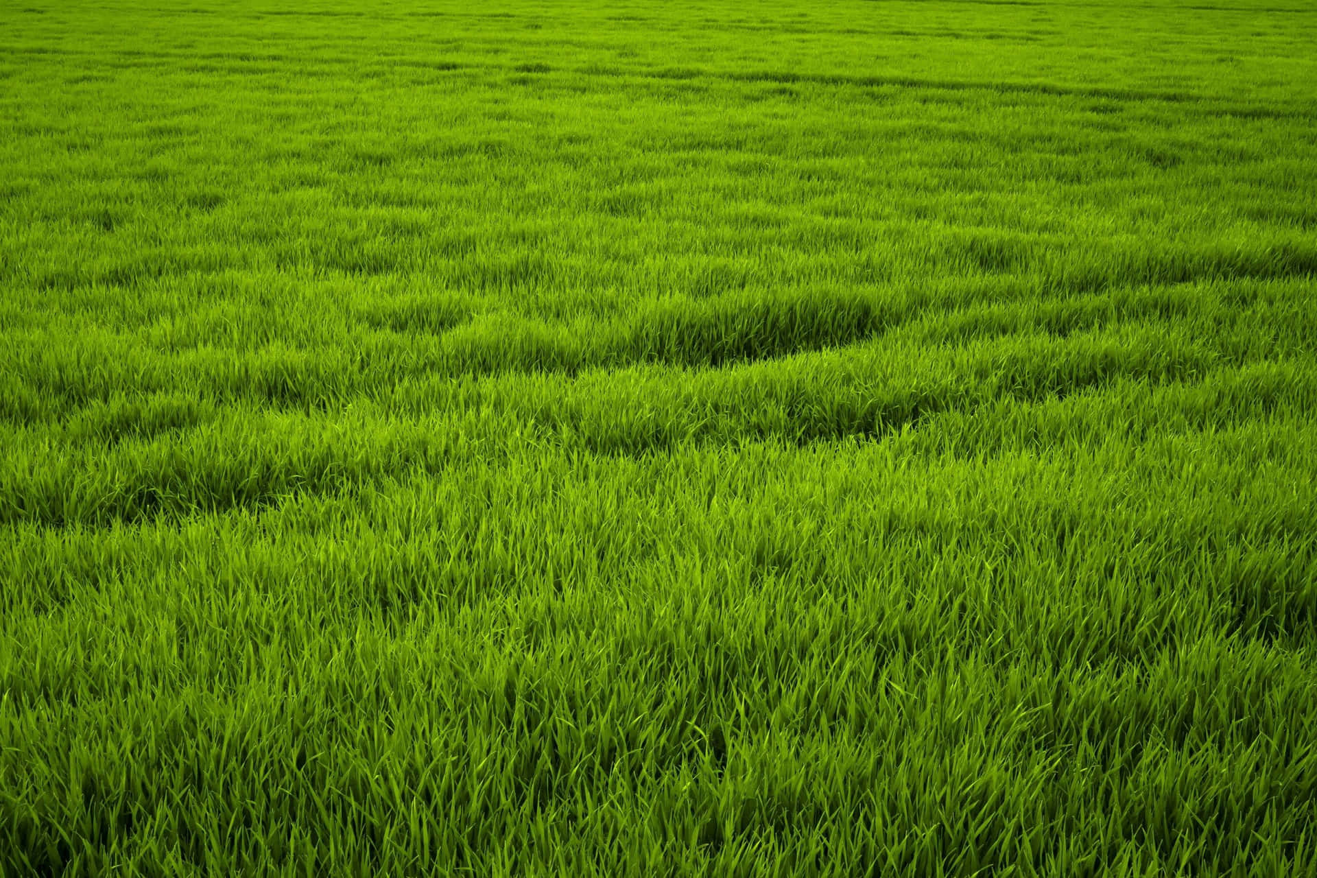 A field of lush, green grass
