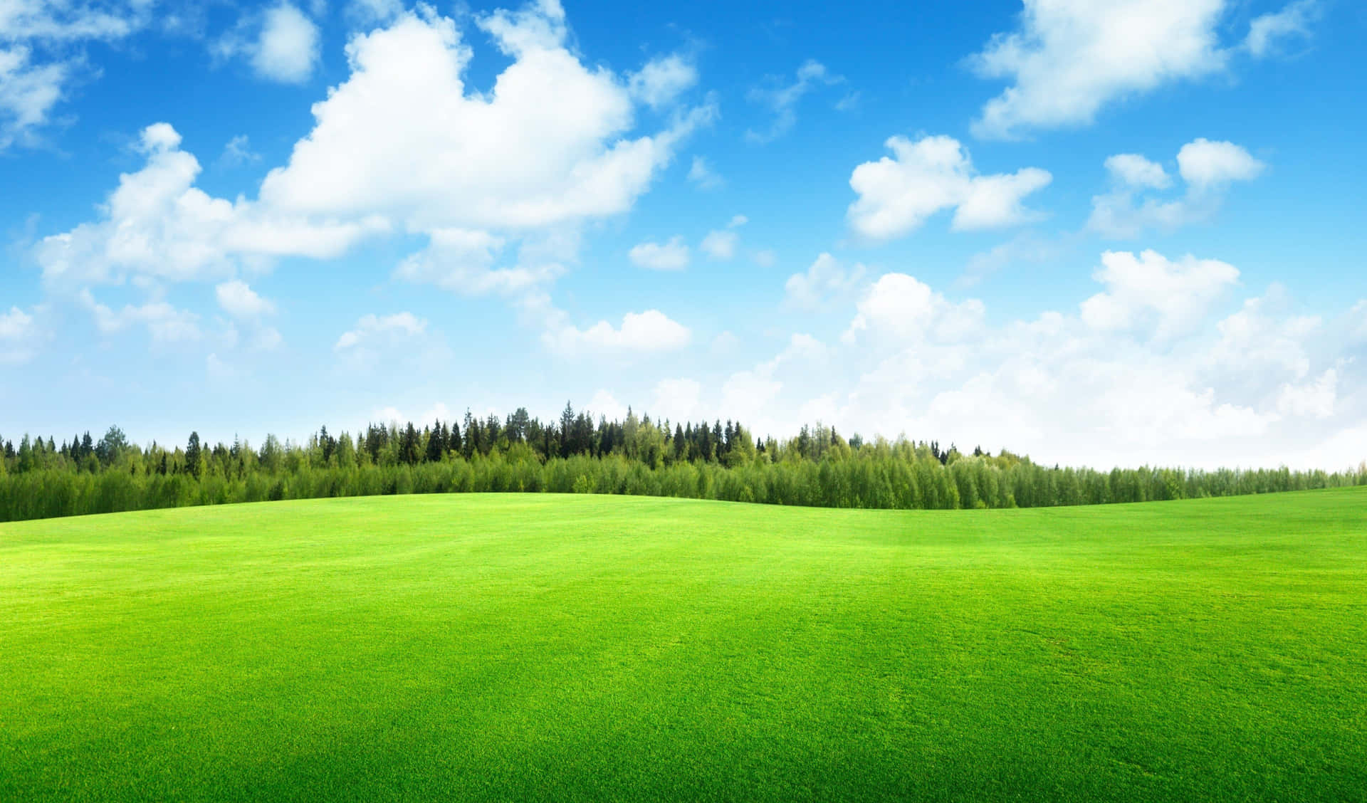 An idyllic view of a meadow, with lush green grass