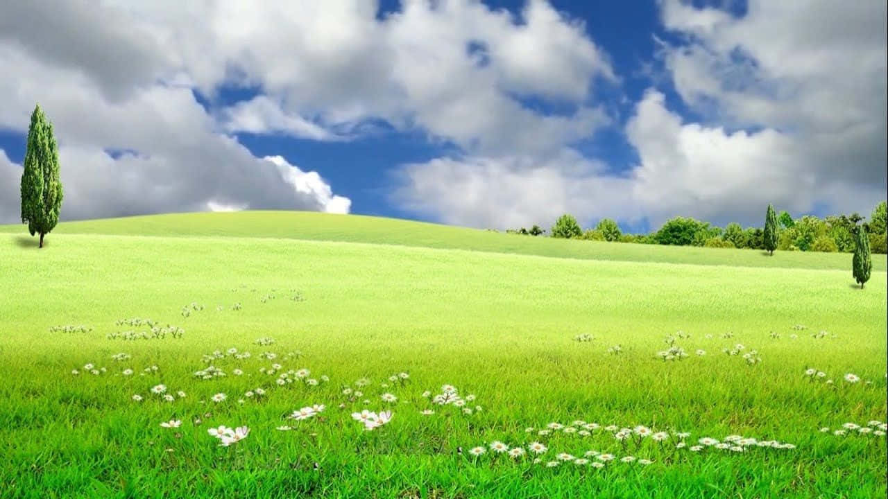 A Green Field With White Flowers And Clouds