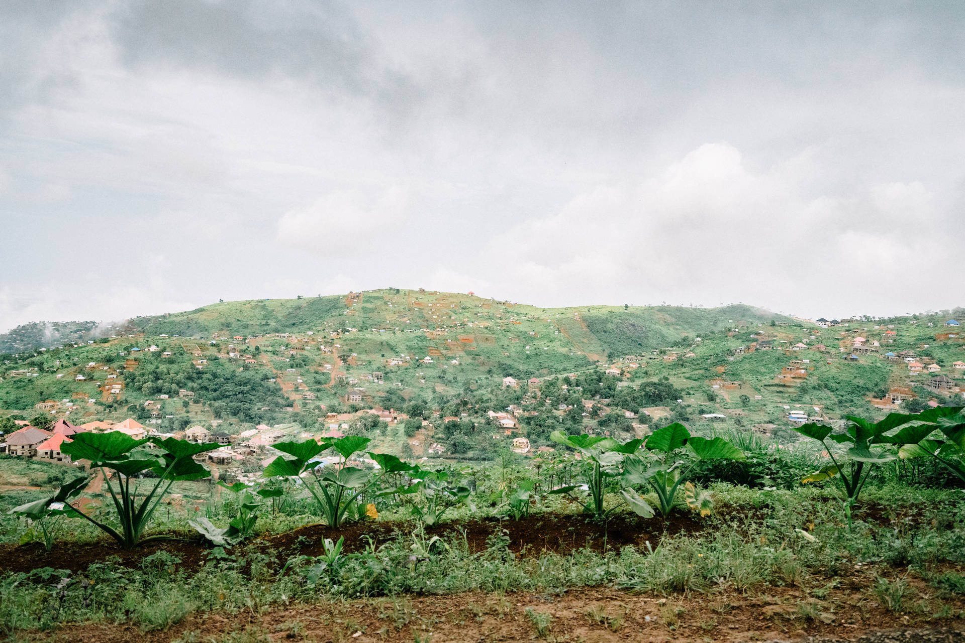 Grassy Green Hill In Sierra Leone