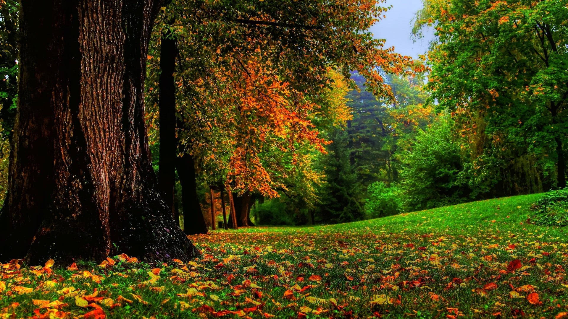 Grassy Park During Autumn Macbook Wallpaper