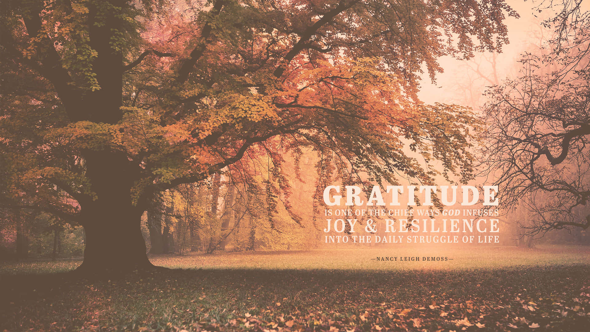 Gratitude Forest Misty Wallpaper