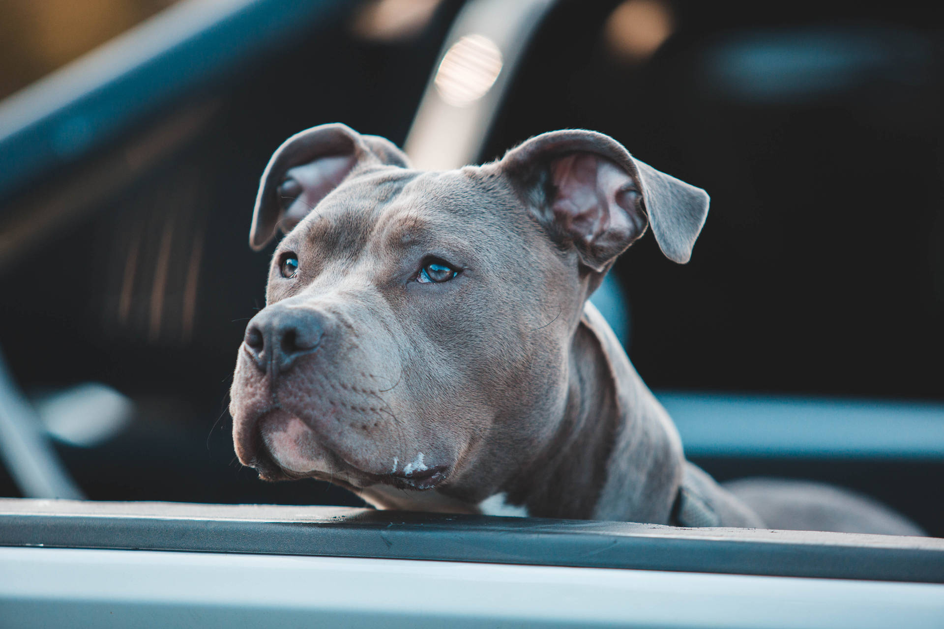 Majestic Gray American Pitbull Terrier Mix Wallpaper