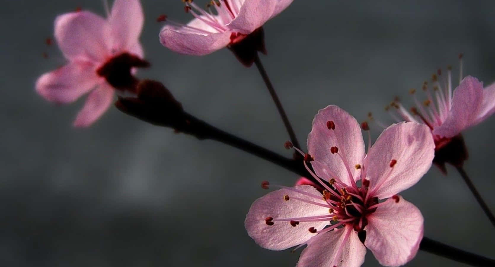 Enchanting Blend of Gray and Pink Gradient Wallpaper Wallpaper