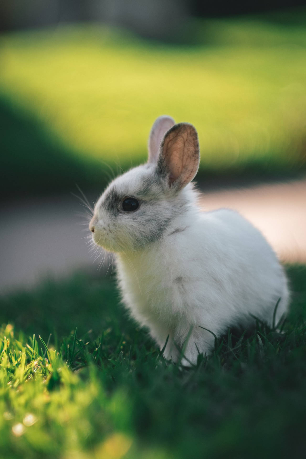 Gray And White-Colored Baby Bunny Wallpaper