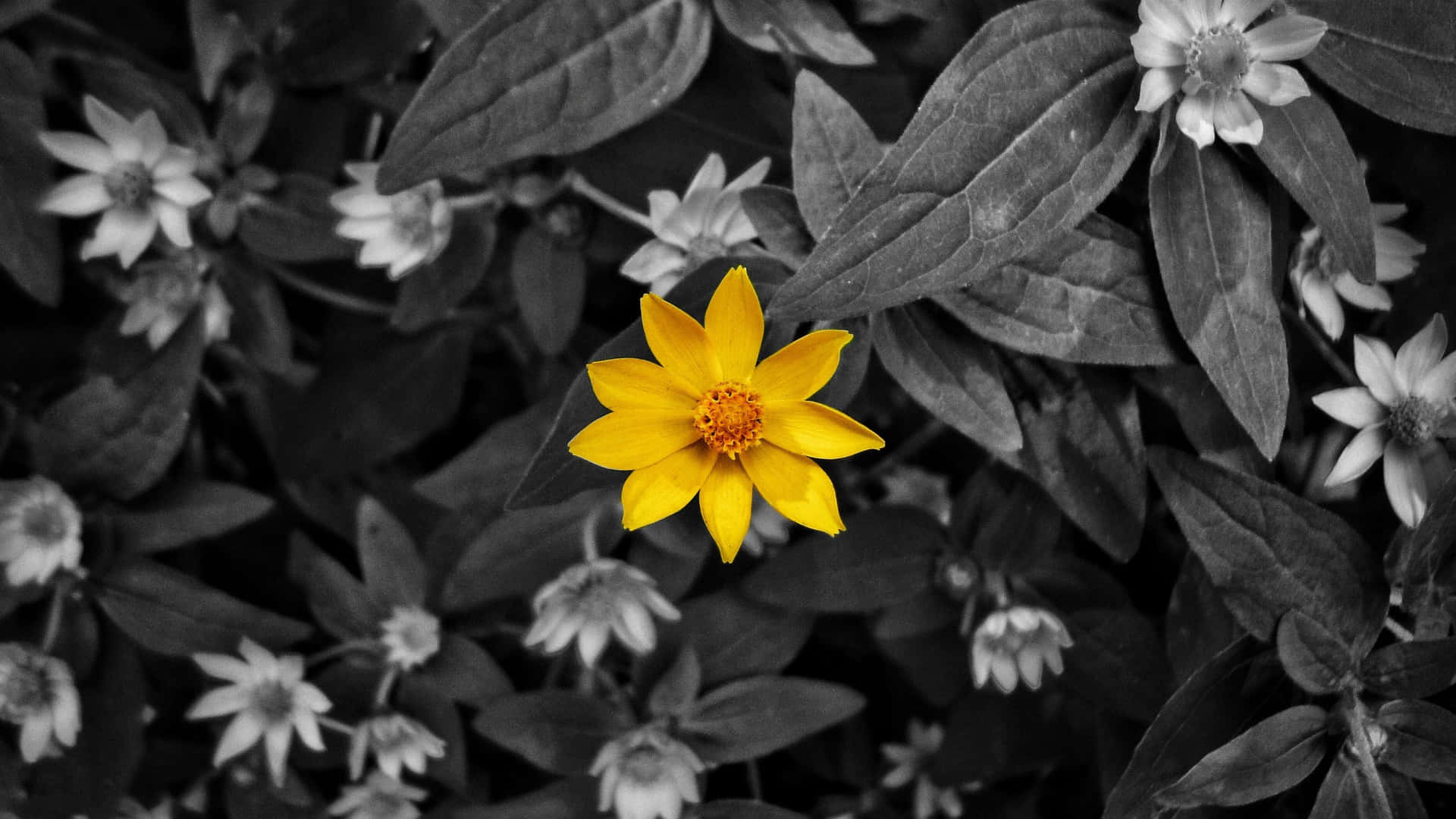 Gray And Yellow Leaves Flower Wallpaper