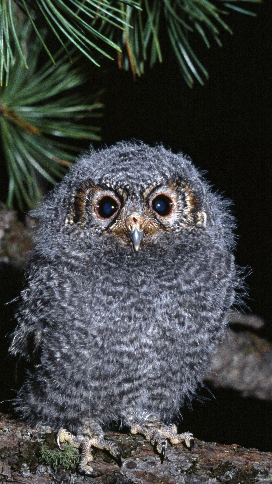 Gray Baby Owl