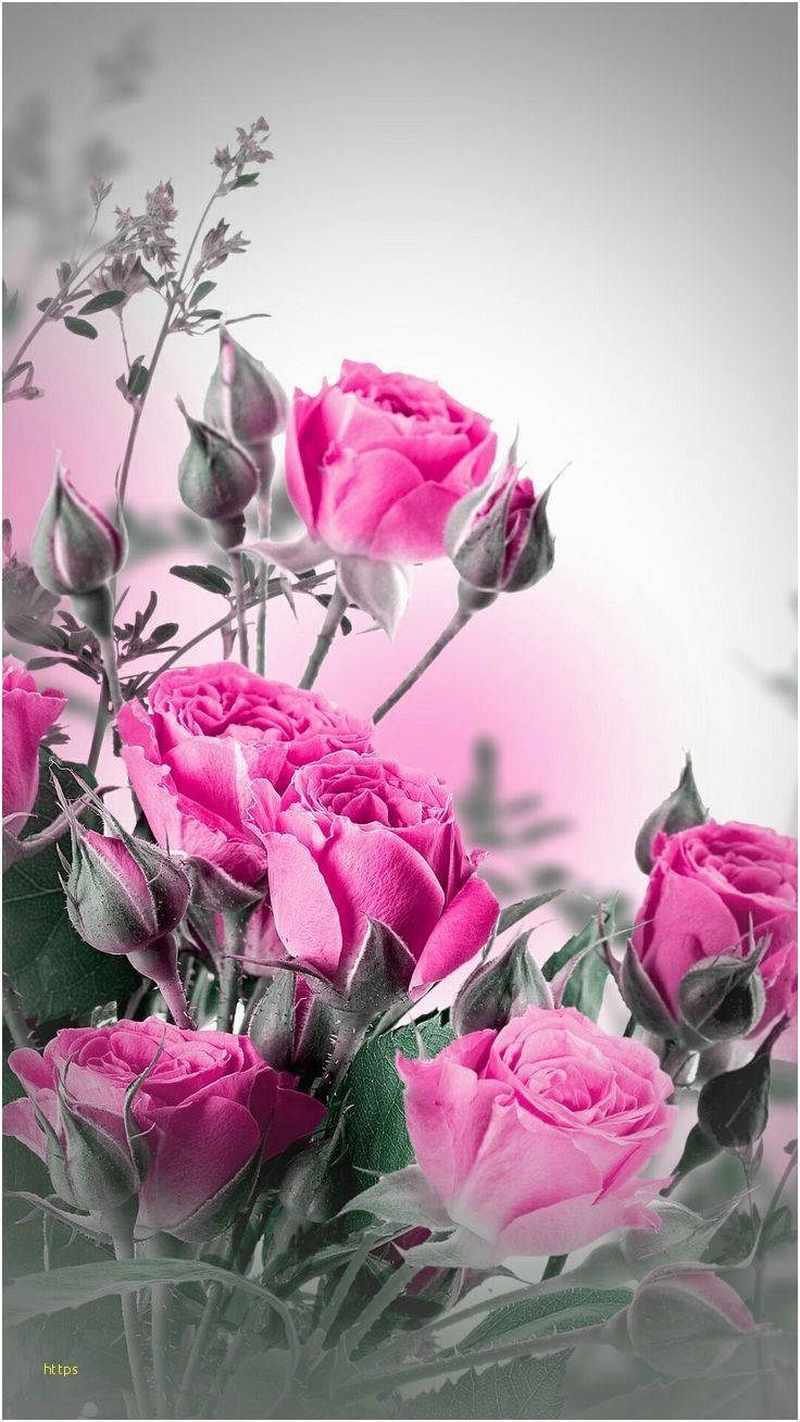 Gray Backdrop Pink Rose Iphone Wallpaper